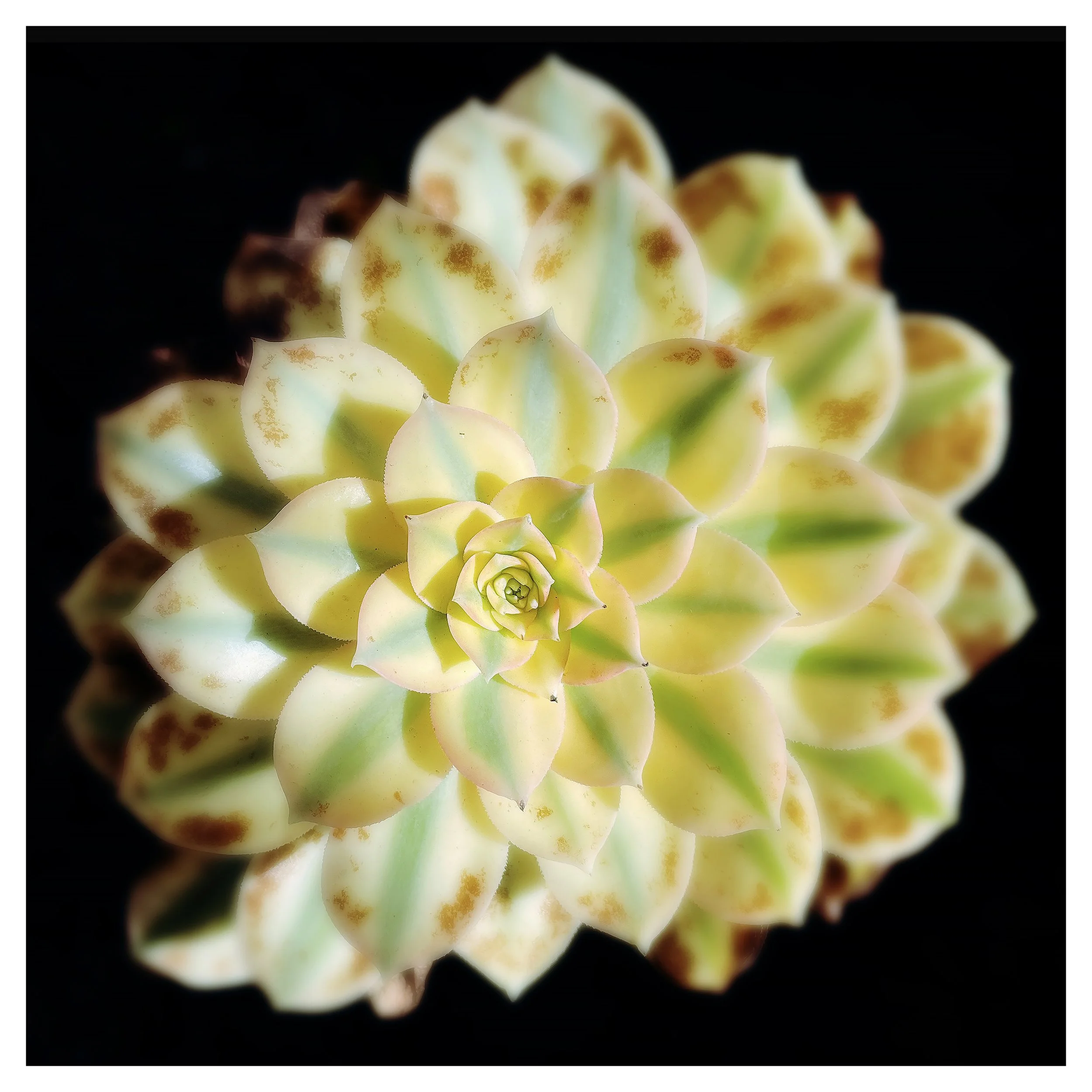 SUCCULENT PLANT 2- PRINT SELL- 679171643.975224.jpg