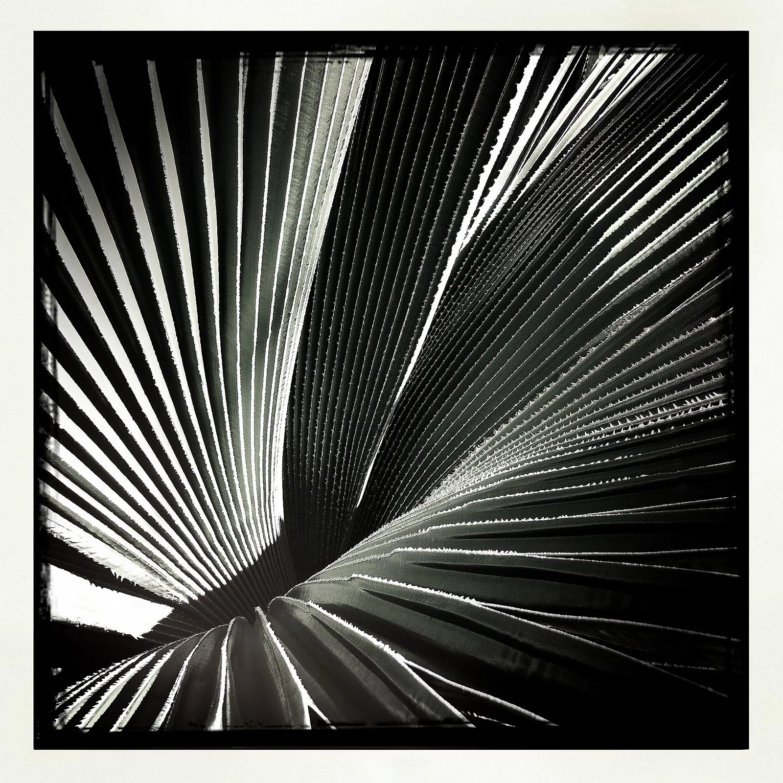 RON REAGAN IMAGING WEBSITE- PALM (B&W) 20- PRINT SELL- 1228.jpg