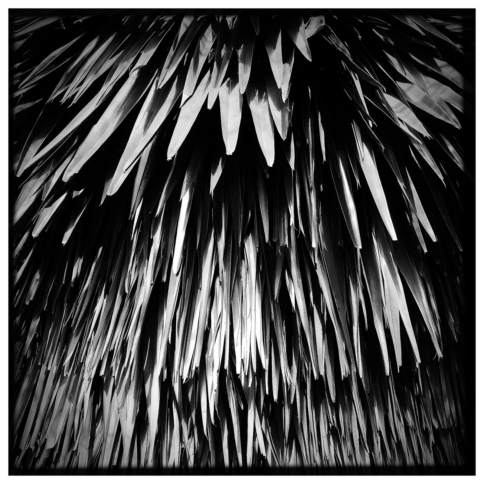RON REAGAN IMAGING WEBSITE- PALM (B&W) 33- SELL PRINT 638555299.429699.jpg