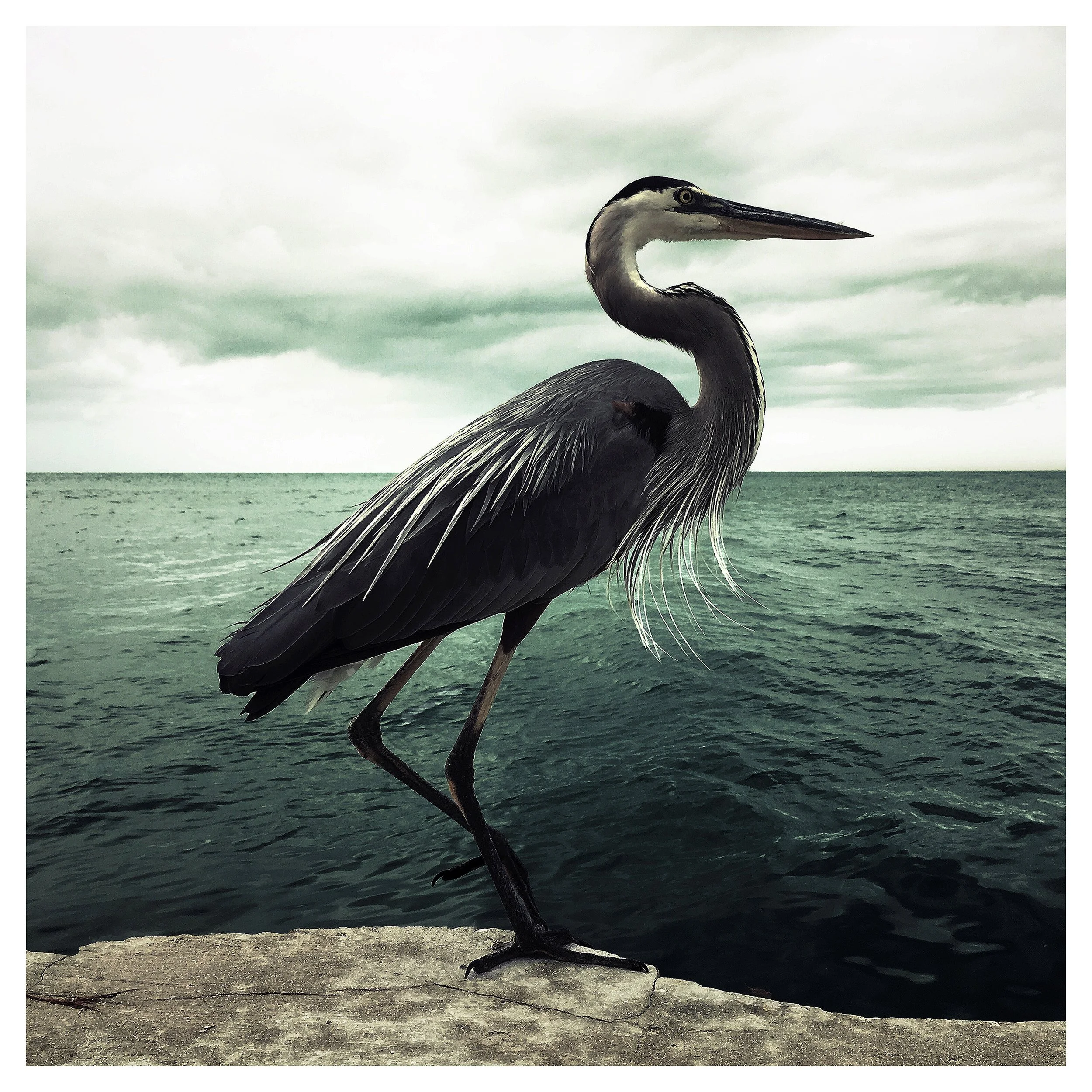 PELICAN IN MIAMI- PRINT SELL- 482762575.135952.jpg