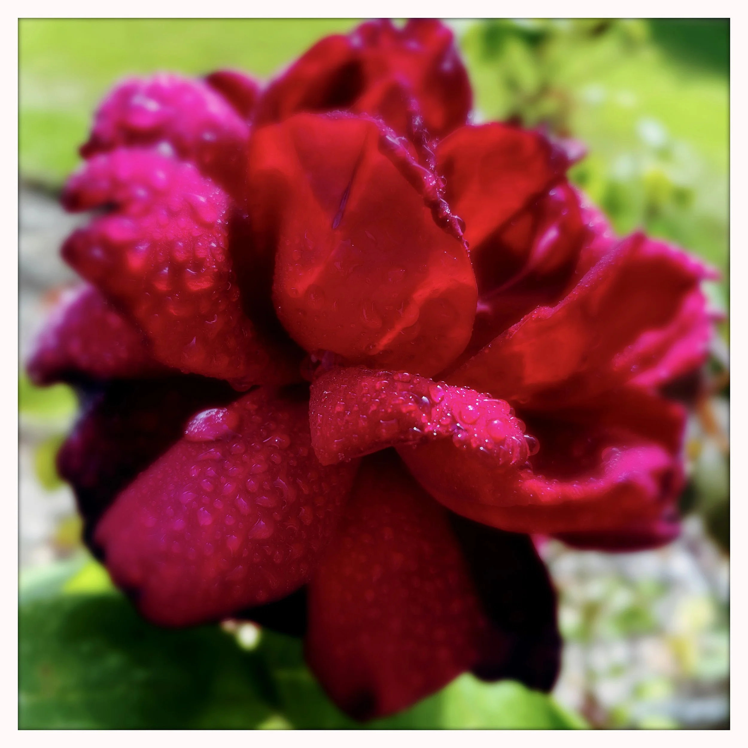 RED ROSE 2- PRINT SELL-680657300.561645.jpg