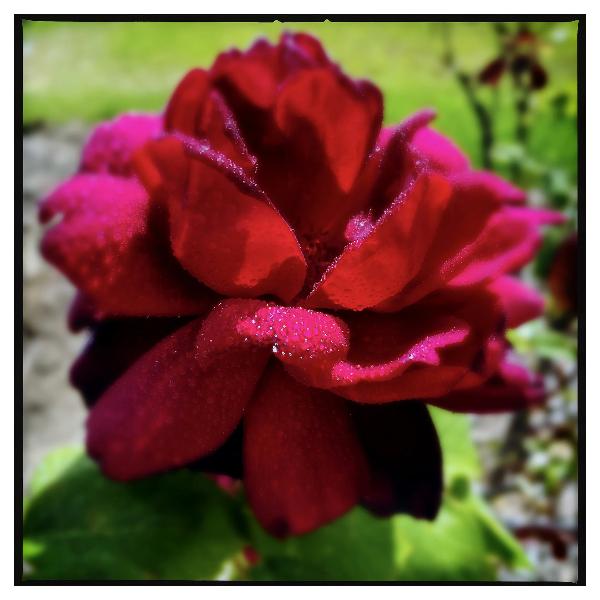 RED ROSE 3- PRINT SELL- 680655865.149236.jpg