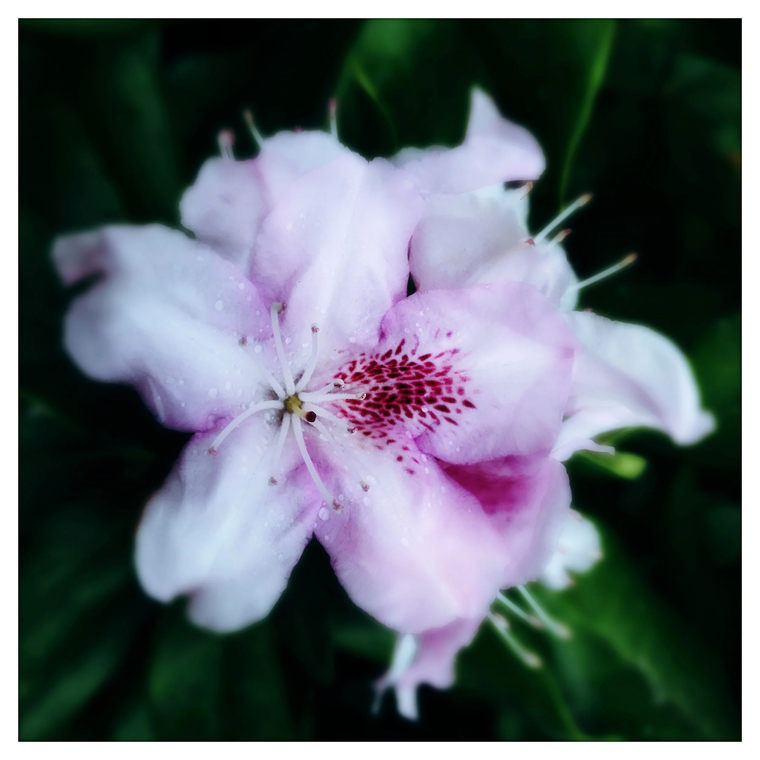 AZALEA 1- PRINT SELL 4273.jpg