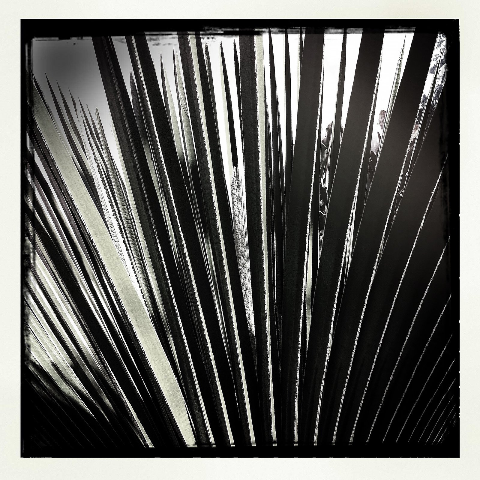 RON REAGAN IMAGING WEBSITE- PALM (B&W) 14- PRINT SELL- 1754.jpg