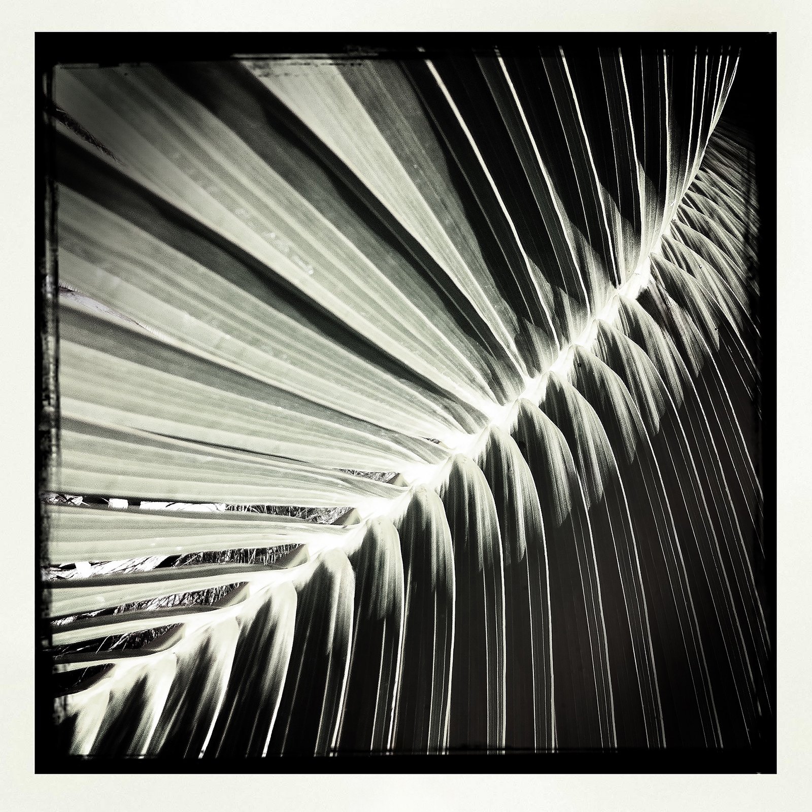 RON REAGAN IMAGING WEBSITE- PALM (B&W) 16- SELL PRINT 1171.jpg