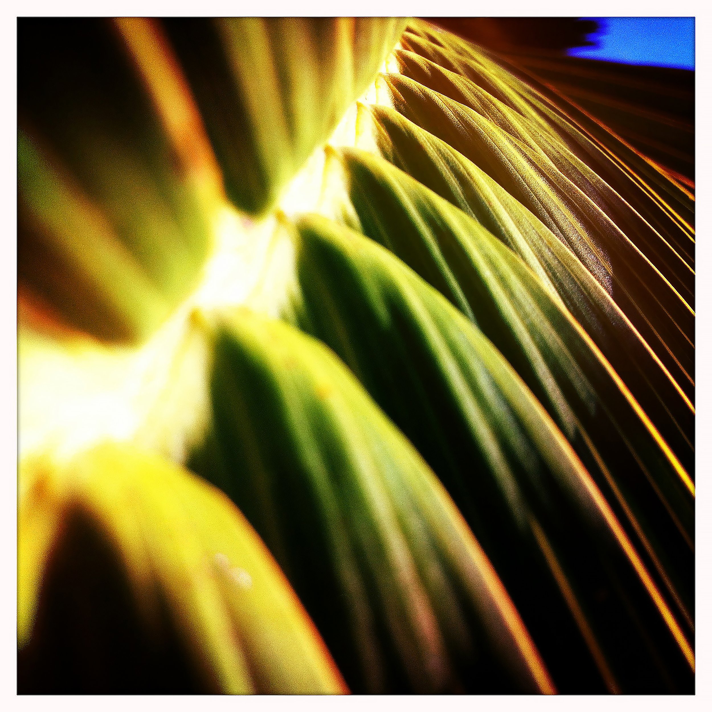 PALM AND SKY- SELL PRINT 1183.jpg