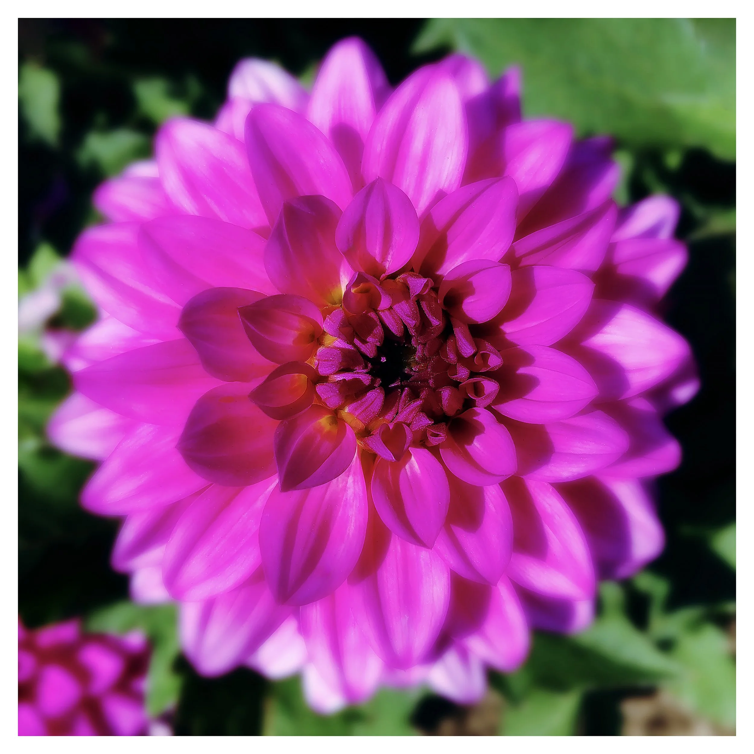 PINK DAISY- SELL PRINT 557187526.602596.jpg