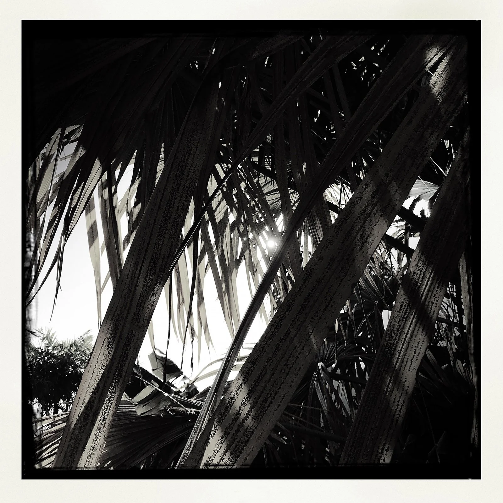 RON REAGAN IMAGING WEBSITE- PALM (B&W) 38- SELL PRINT- 504302037.461698.jpg