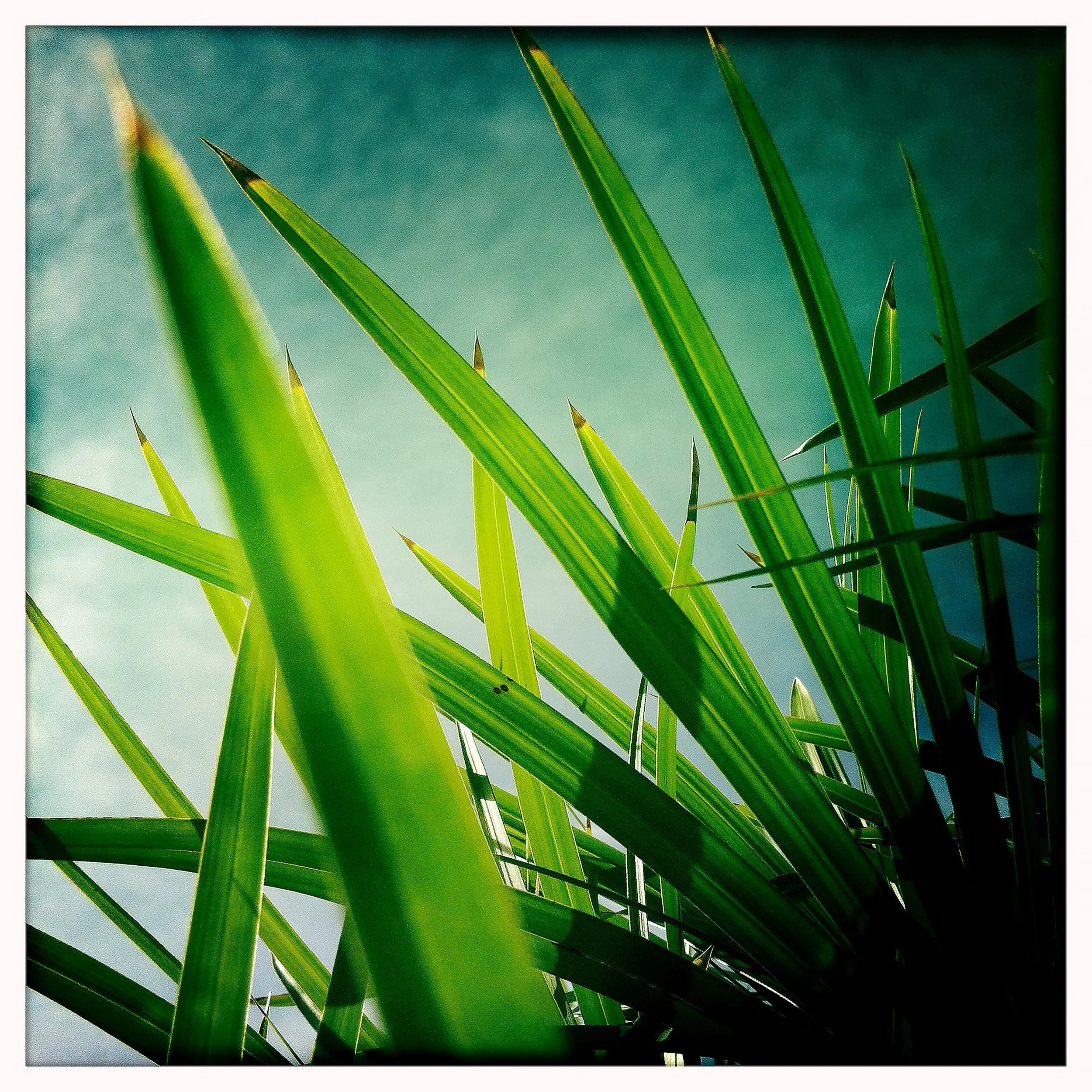 PALM AND SKY 2- PRINT SELL- 1780.jpg