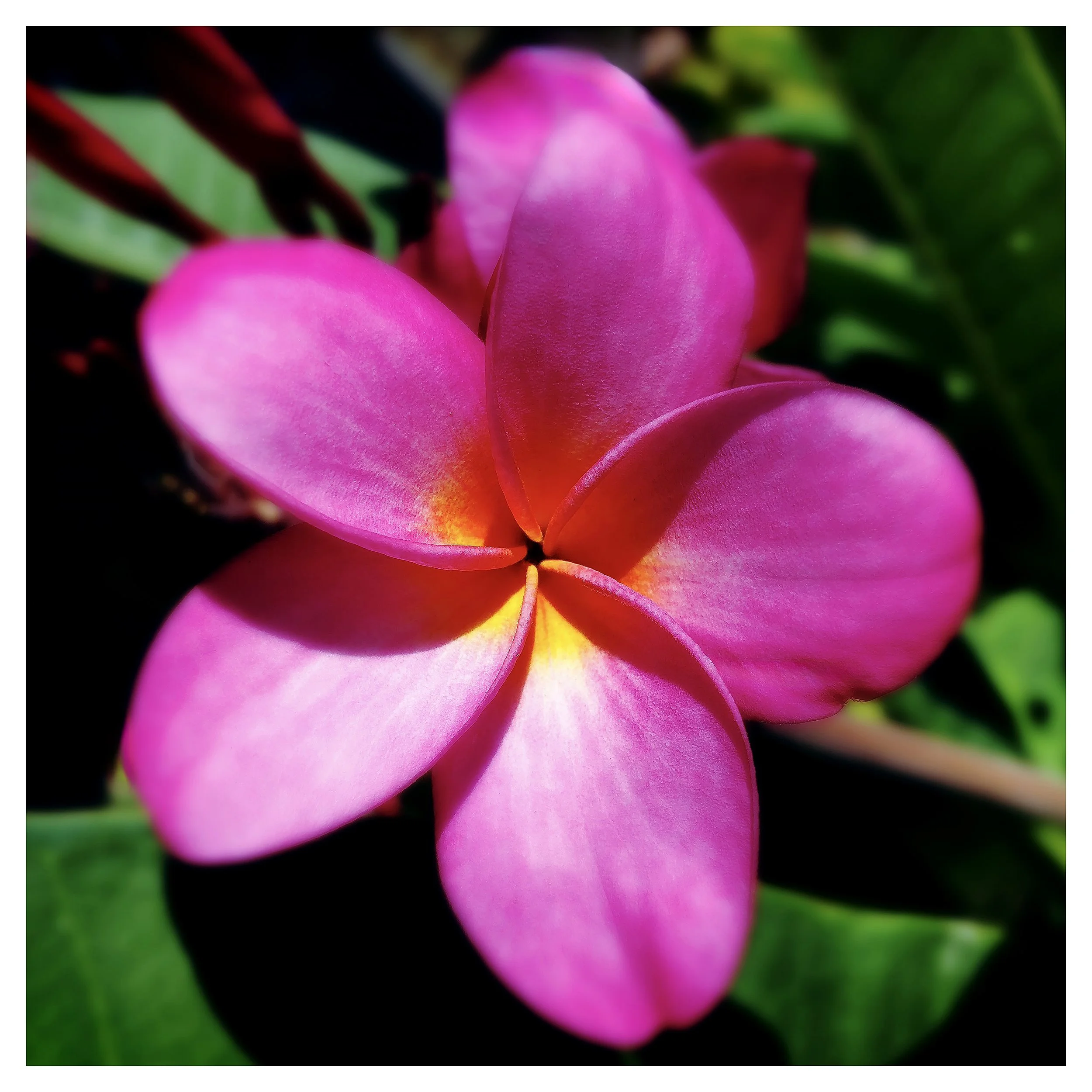 PLUMERIA- SELL PRINT- 2019-10-04 14.30.18.jpg