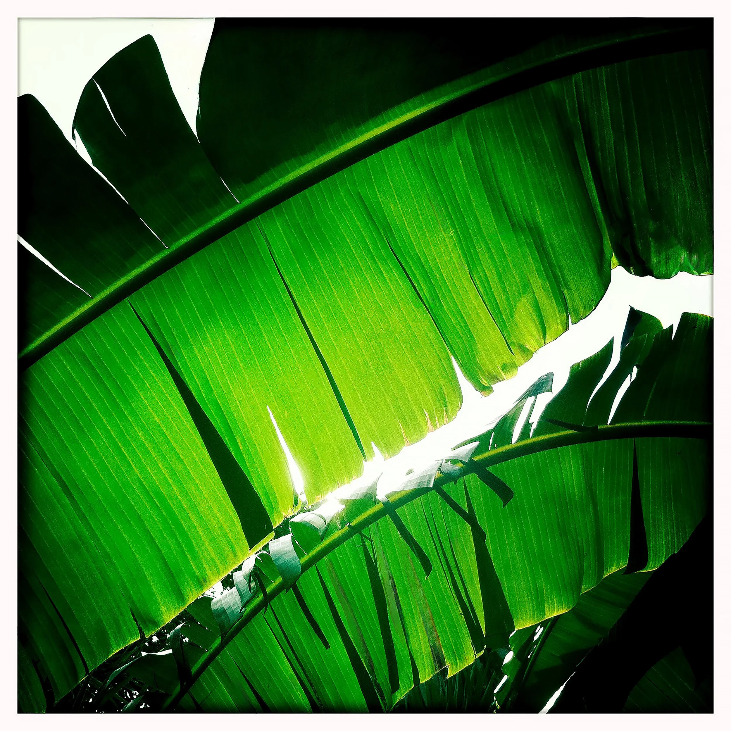 BANANA LEAF 2- PRINT SELL 0860.jpg