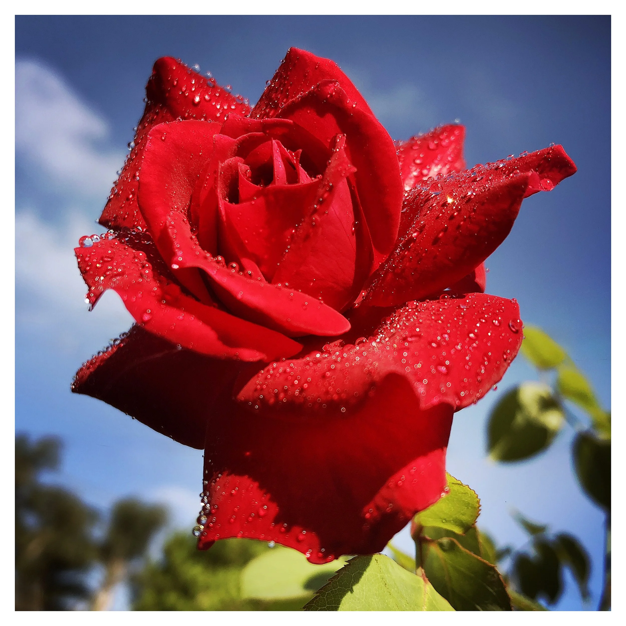 RED ROSE- PRINT SELL- MQVI6717.jpg