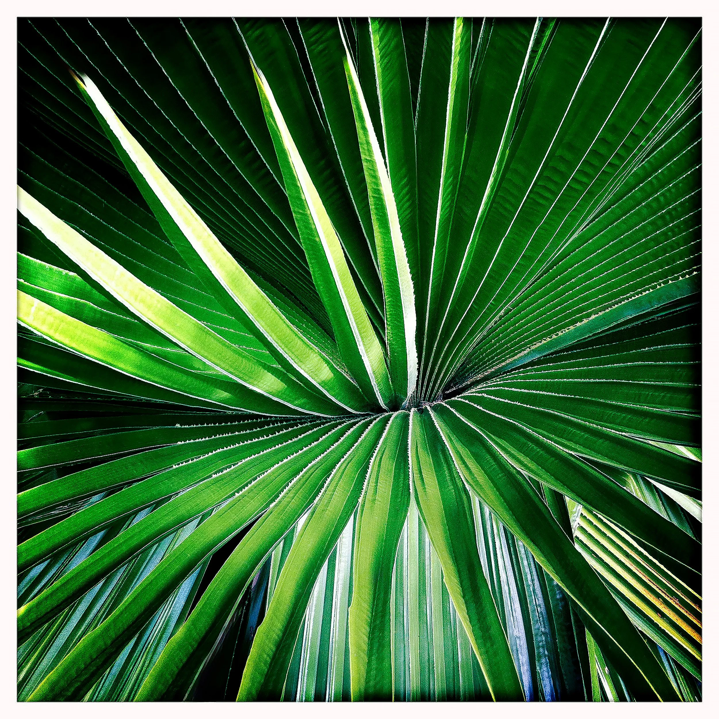 PALM 1- PRINT SELL 0881.jpg