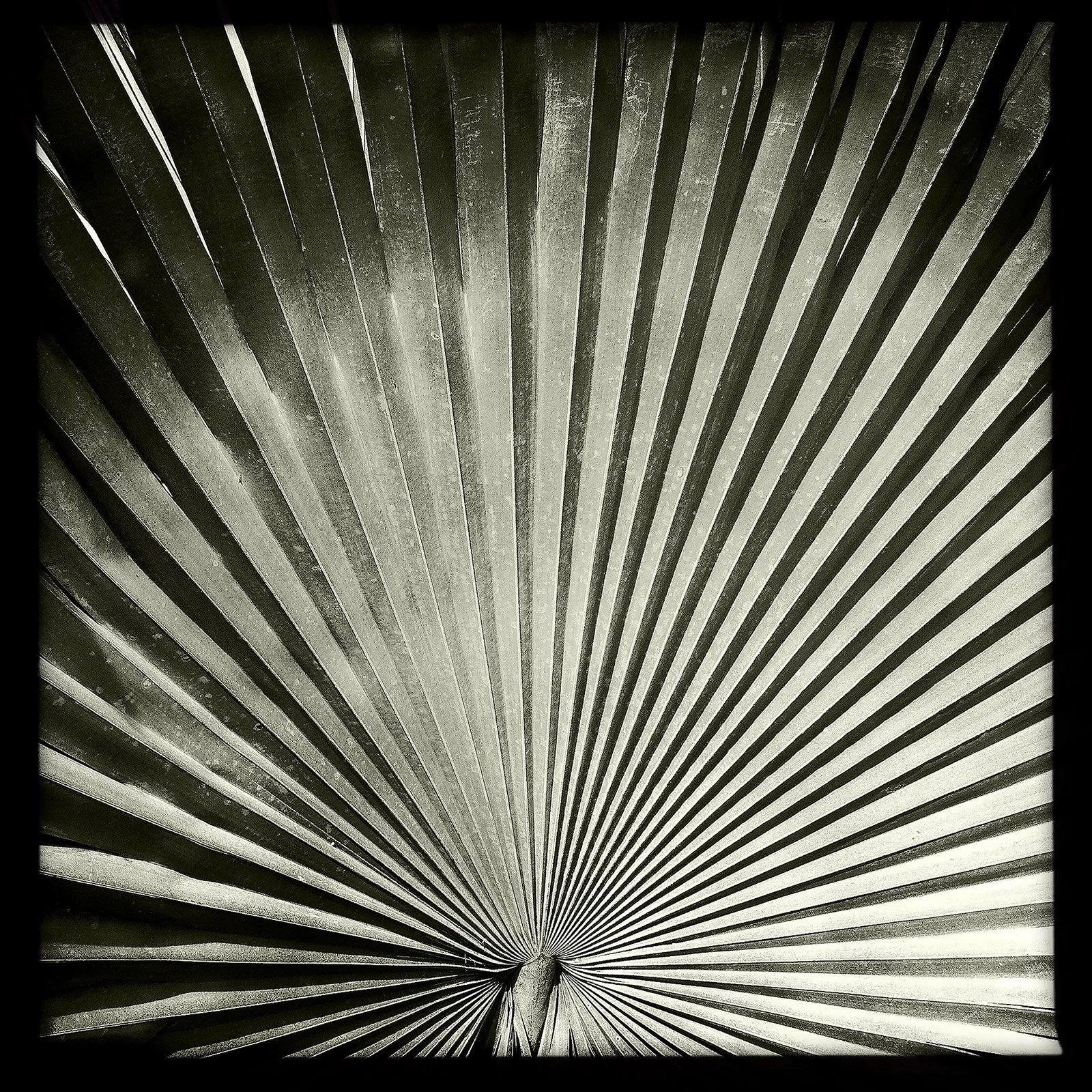 RON REAGAN IMAGING WEBSITE- PALM (B&W) 1- PRINT SELL- 0832.jpg