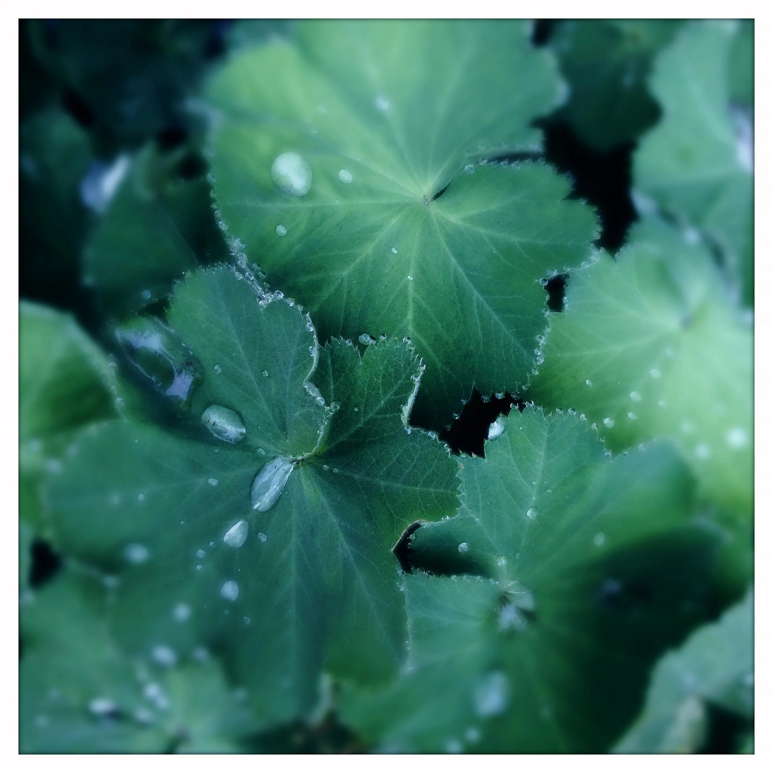 GREEN LEAVES 2- PRINT SELL- 4131.jpg