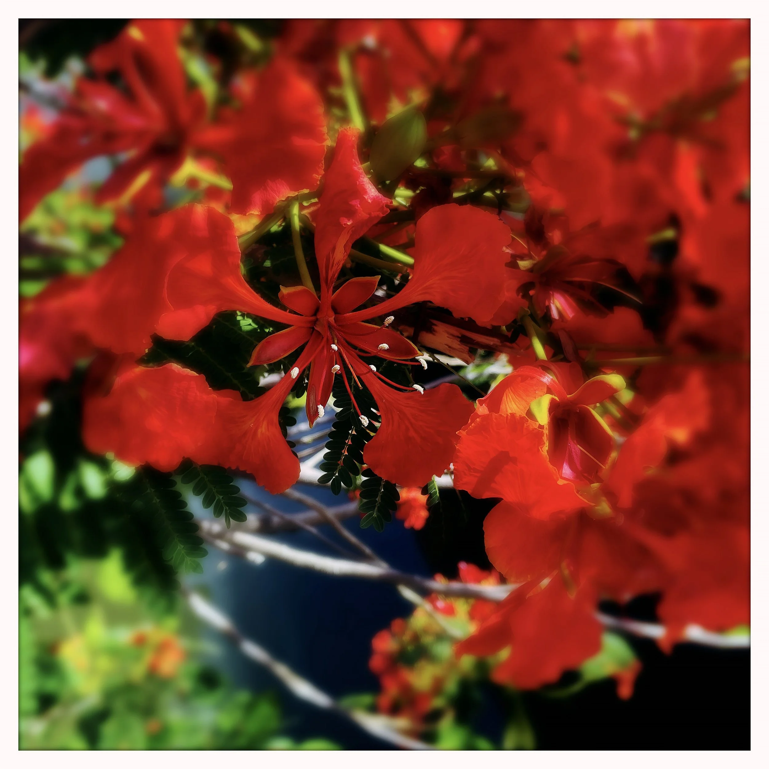FLAMBOYAN POINCIANA 1- PRINT SELL-684789520.449178.jpg