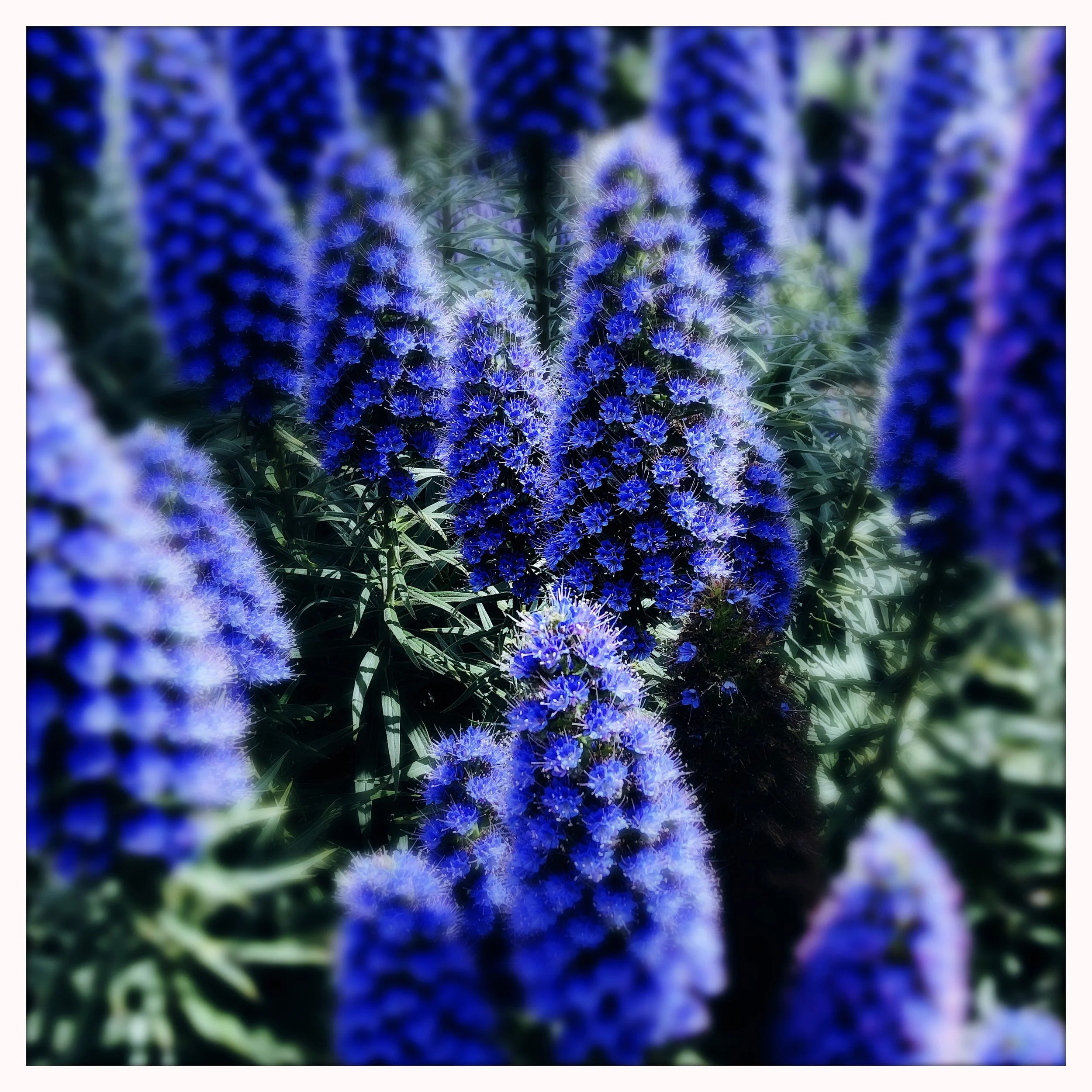 MADEIRA ECHIUM- SELL PRINT 578252188.976462.jpg