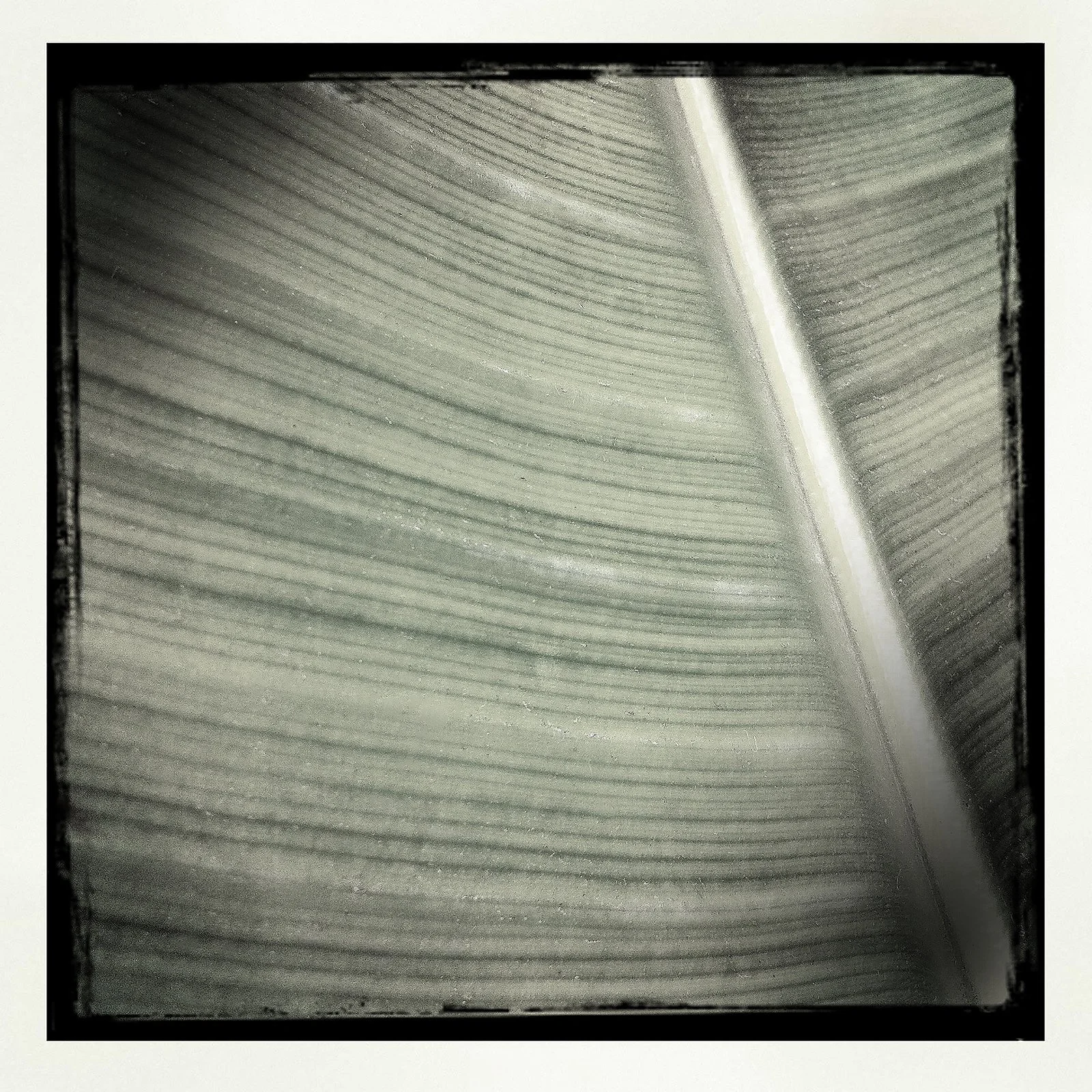 RON REAGAN IMAGING WEBSITE- BANANA LEAF (B&W)- PRINT SELL -1596.jpg