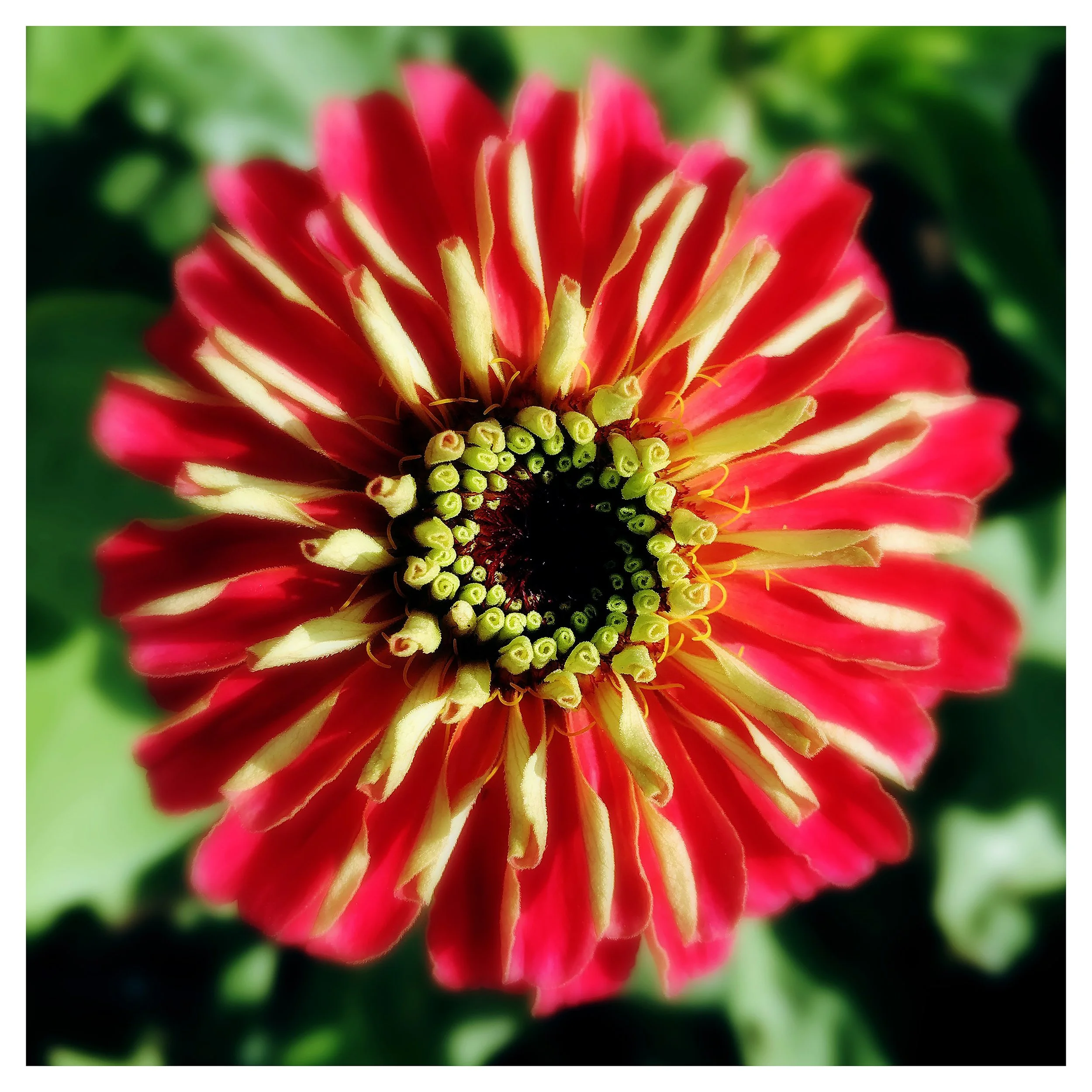 SCARLET FLAME ZINNIA 1- PRINT SELL-527545239.576718.jpg