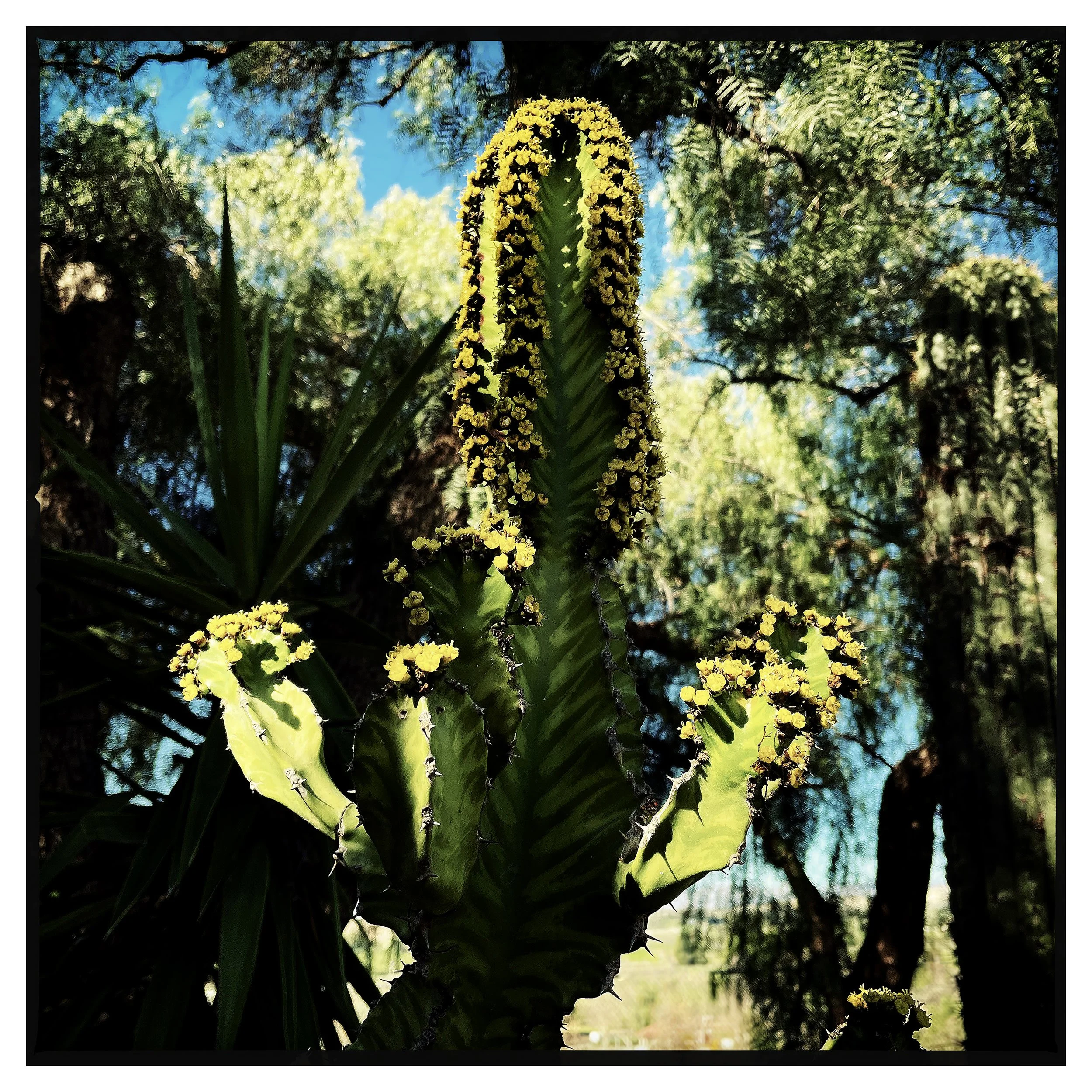 CACTUS CALIFORNIA 2- PRINT SELL- 696280418.708156.jpg