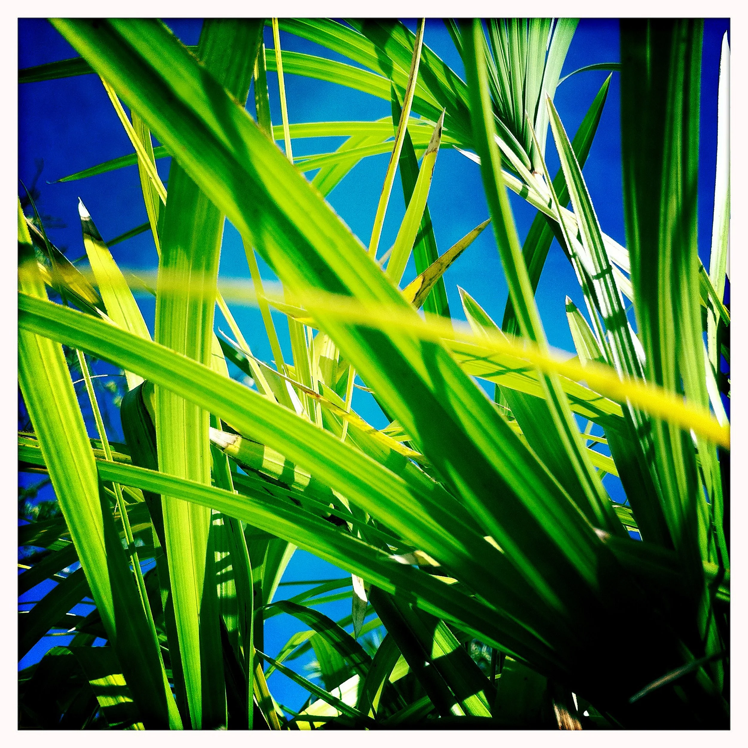 PALM AND SKY 1- PRINT SELL- 1761.jpg
