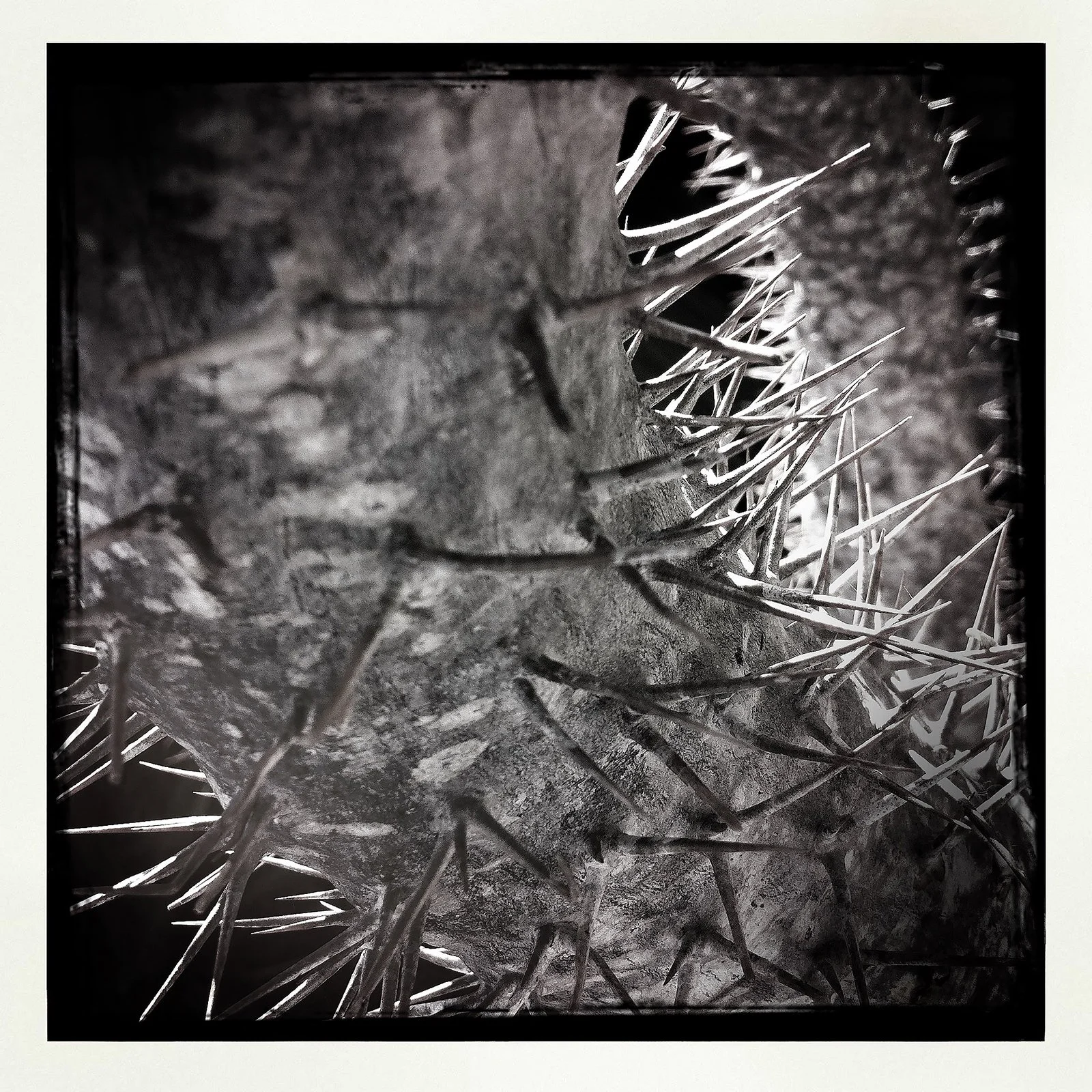 RON REAGAN IMAGING WEBSITE- THORNS 10- PRINT SELL 0905.jpg