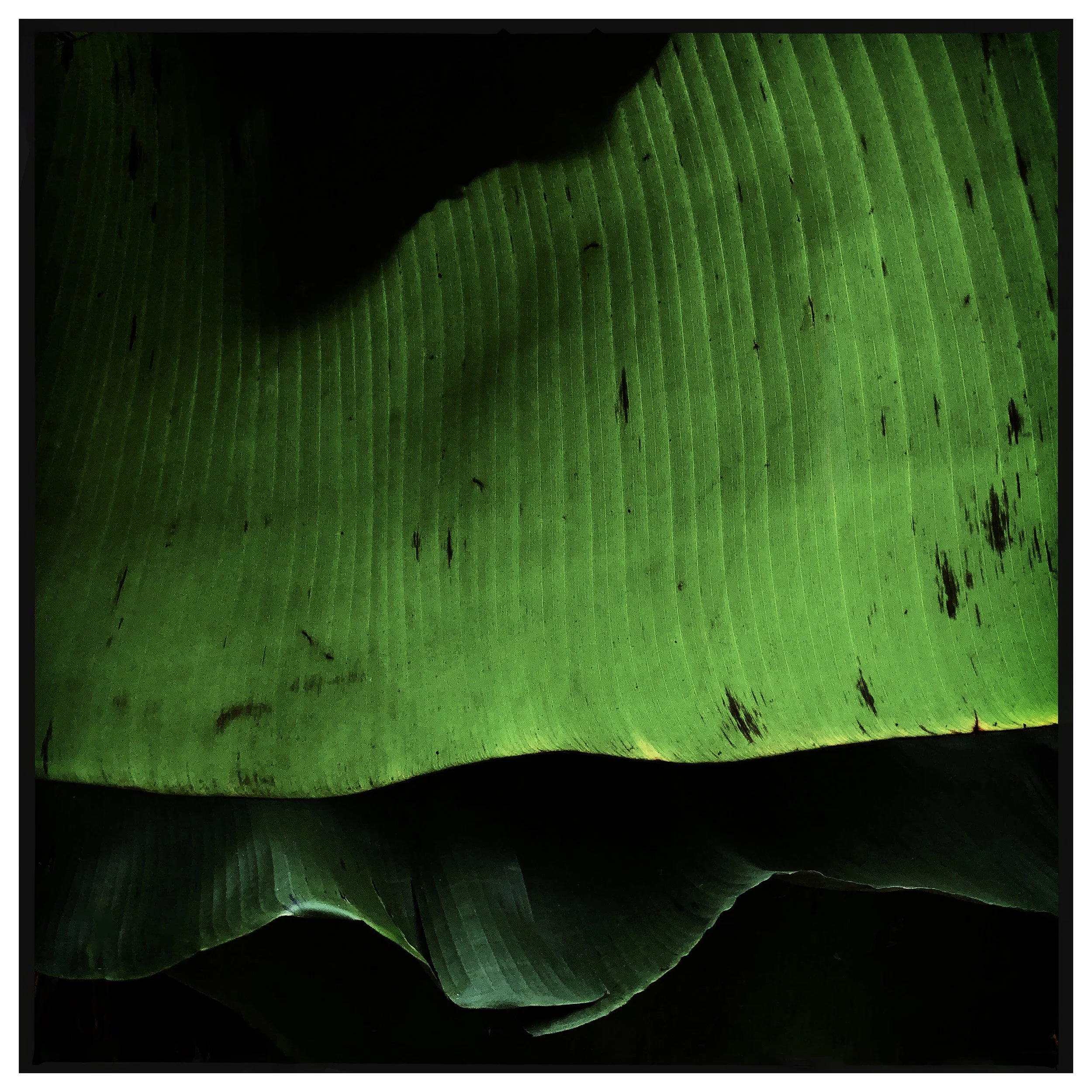 BANANA LEAF 3- PRINT SELL- 625862876.004089.jpg
