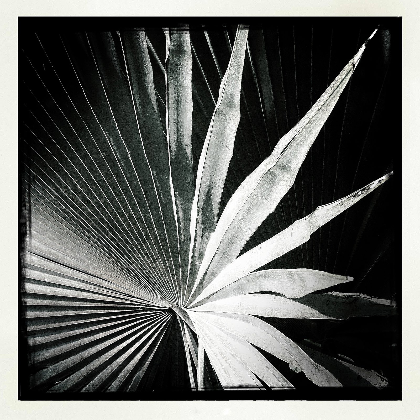 RON REAGAN IMAGING WEBSITE- PALM (B&W) 2- PRINT SELL- 0846.jpg