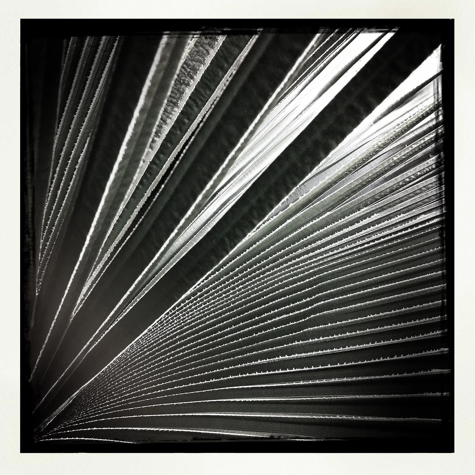 RON REAGAN IMAGING WEBSITE- PALM (B&W) 28- PRINT SELL 1049.jpg