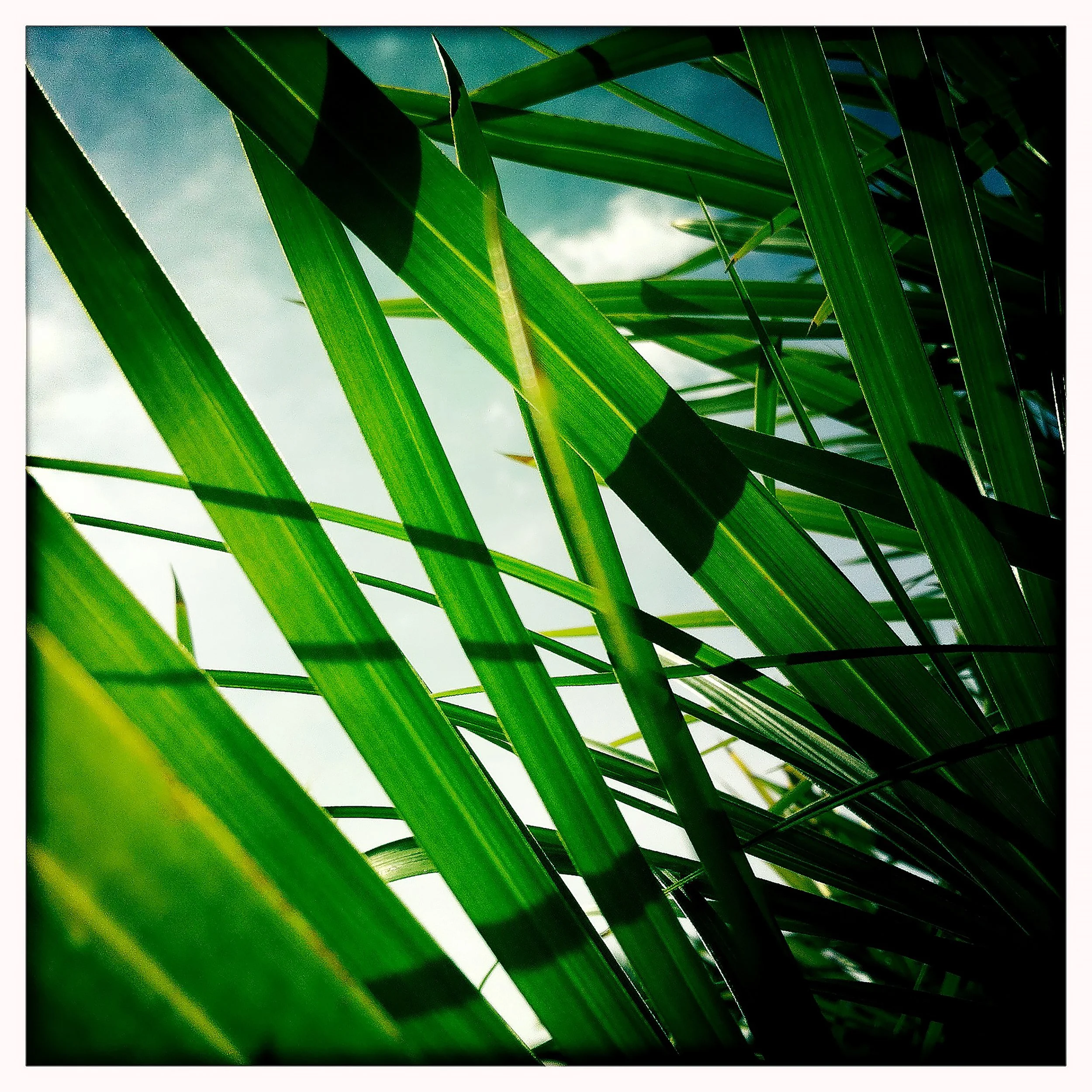 PALM AND SKY 3- PRINT SELL- 1778.jpg