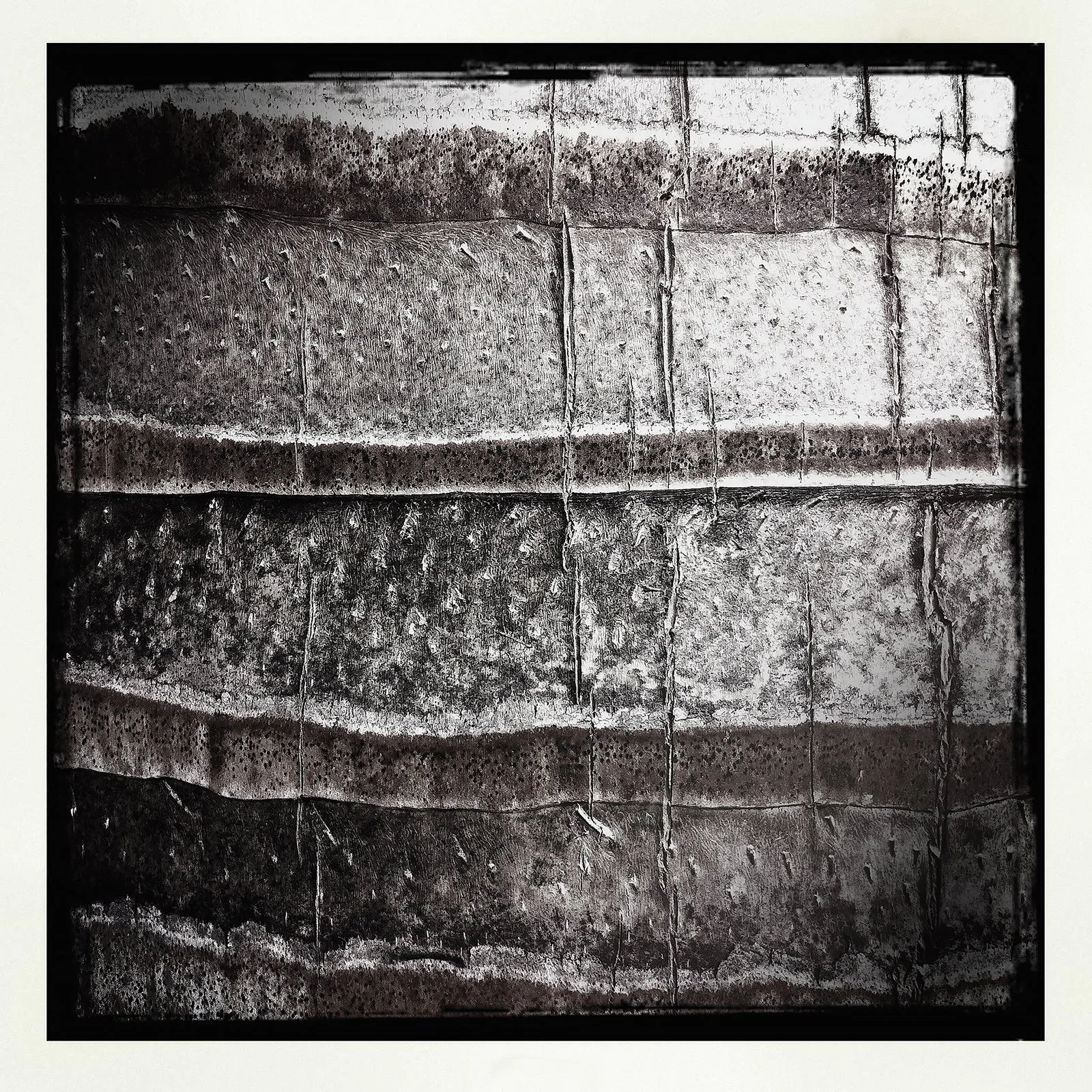 RON REAGAN IMAGING WEBSITE- TREE BARK 3 (B&W)- PRINT 1706.jpg
