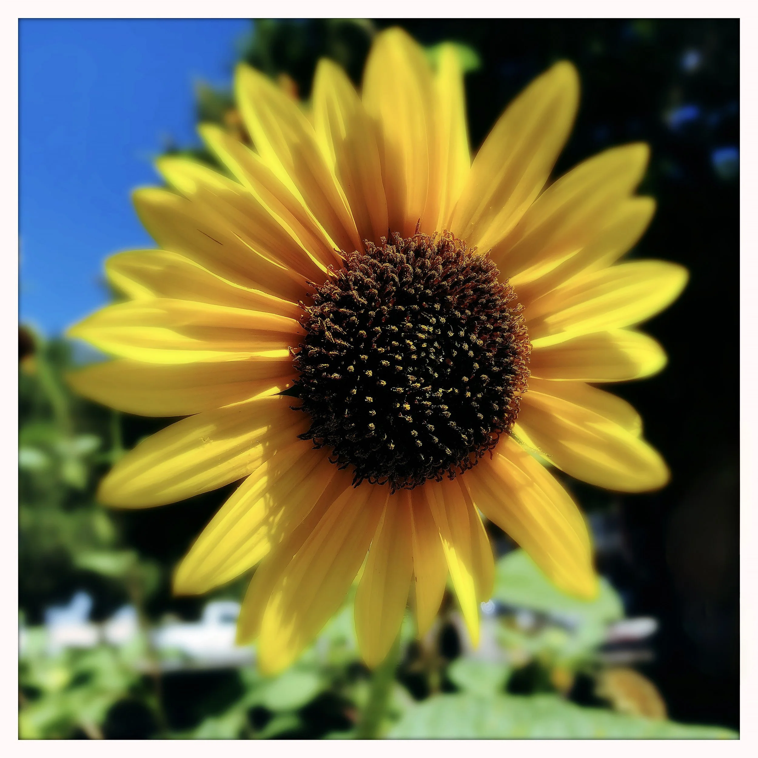 SUN FLOWER- SELL PRINT 557256174.106075.jpg
