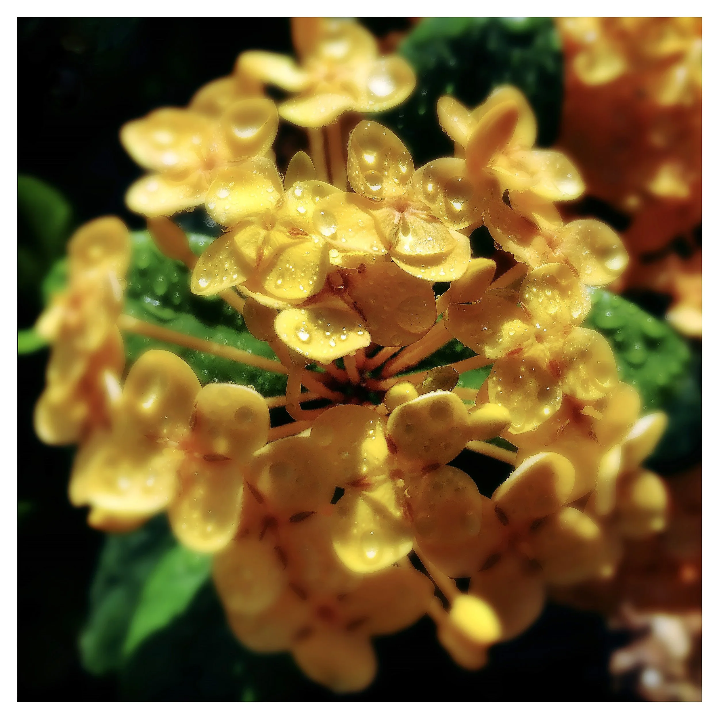 LANTANA- SELL PRINT- 638553754.872833.jpg