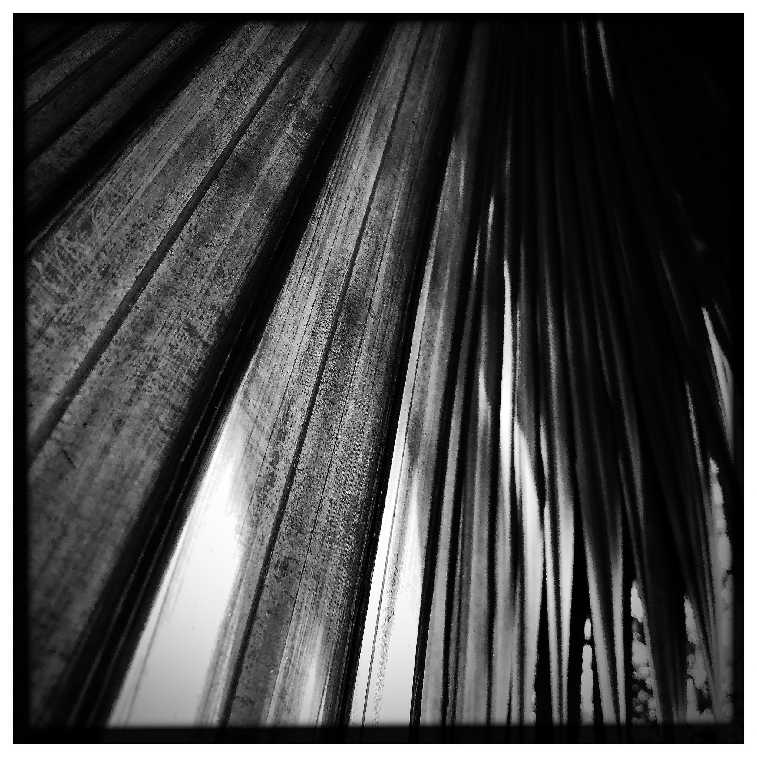 RON REAGAN IMAGING WEBSITE- PALM (B&W) 30- SELL PRINT- 638557063.074873.jpg