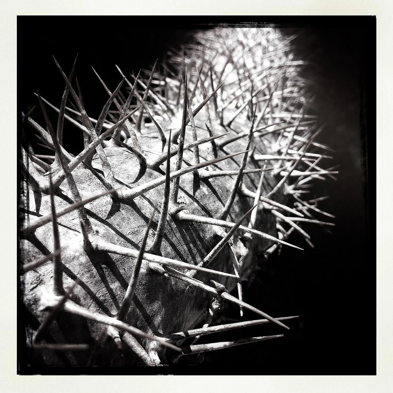 RON REAGAN IMAGING WEBSITE- THORNS 4- PRINT SELL-0907.jpg