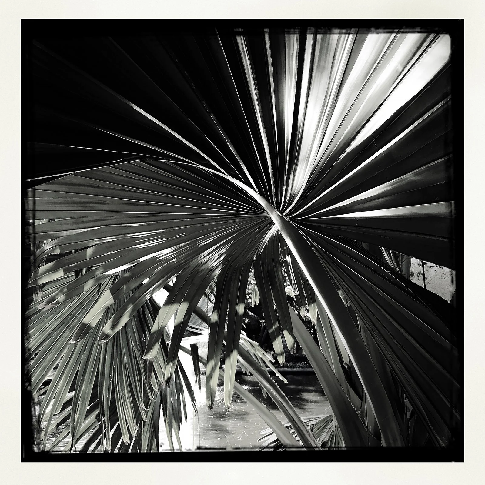 RON REAGAN IMAGING WEBSITE- PALM (B&W)- 20X20 SELL PRINT- 504302125.940279.jpg