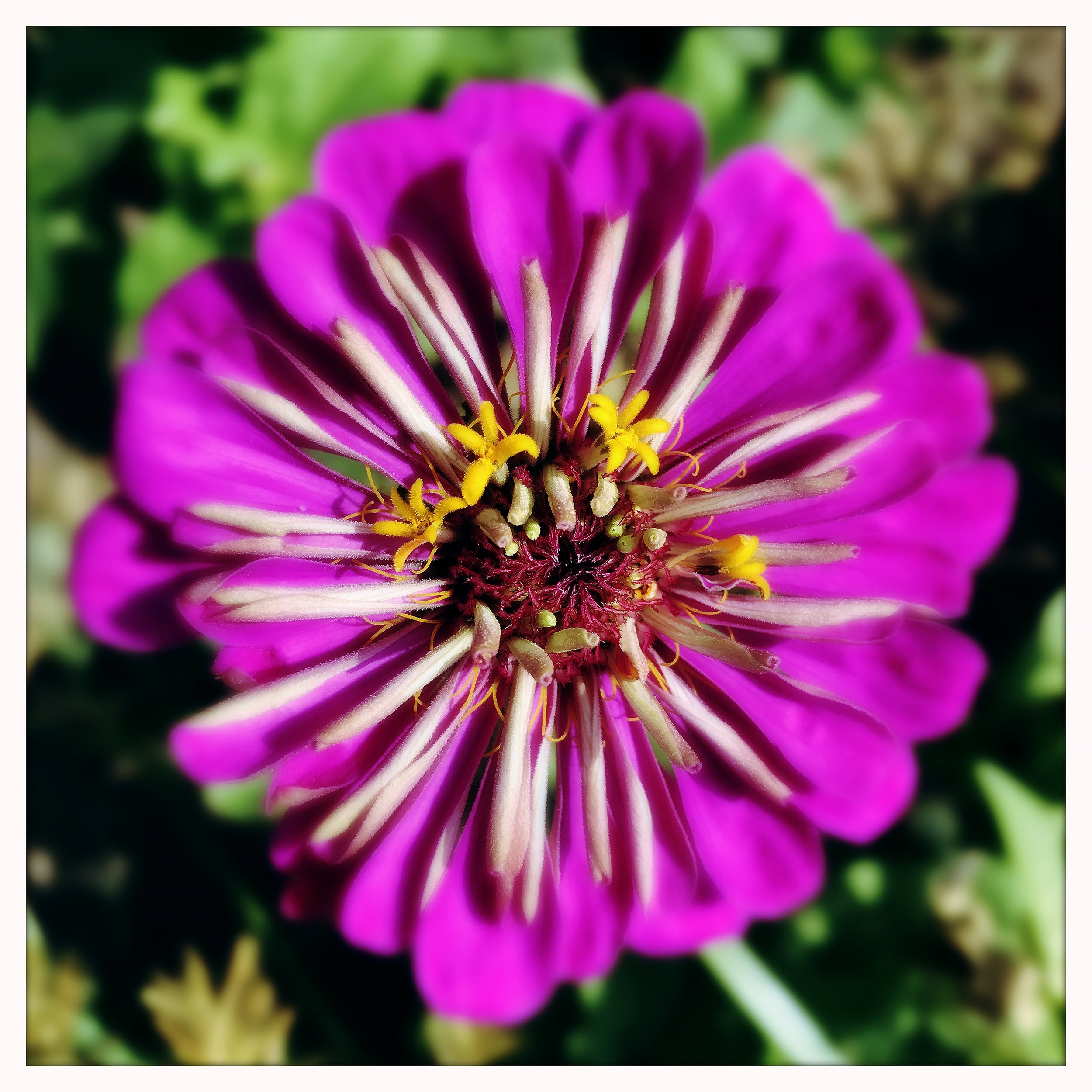 PURPLE ZINIA- PRINT SELL-527545288.142976.jpg