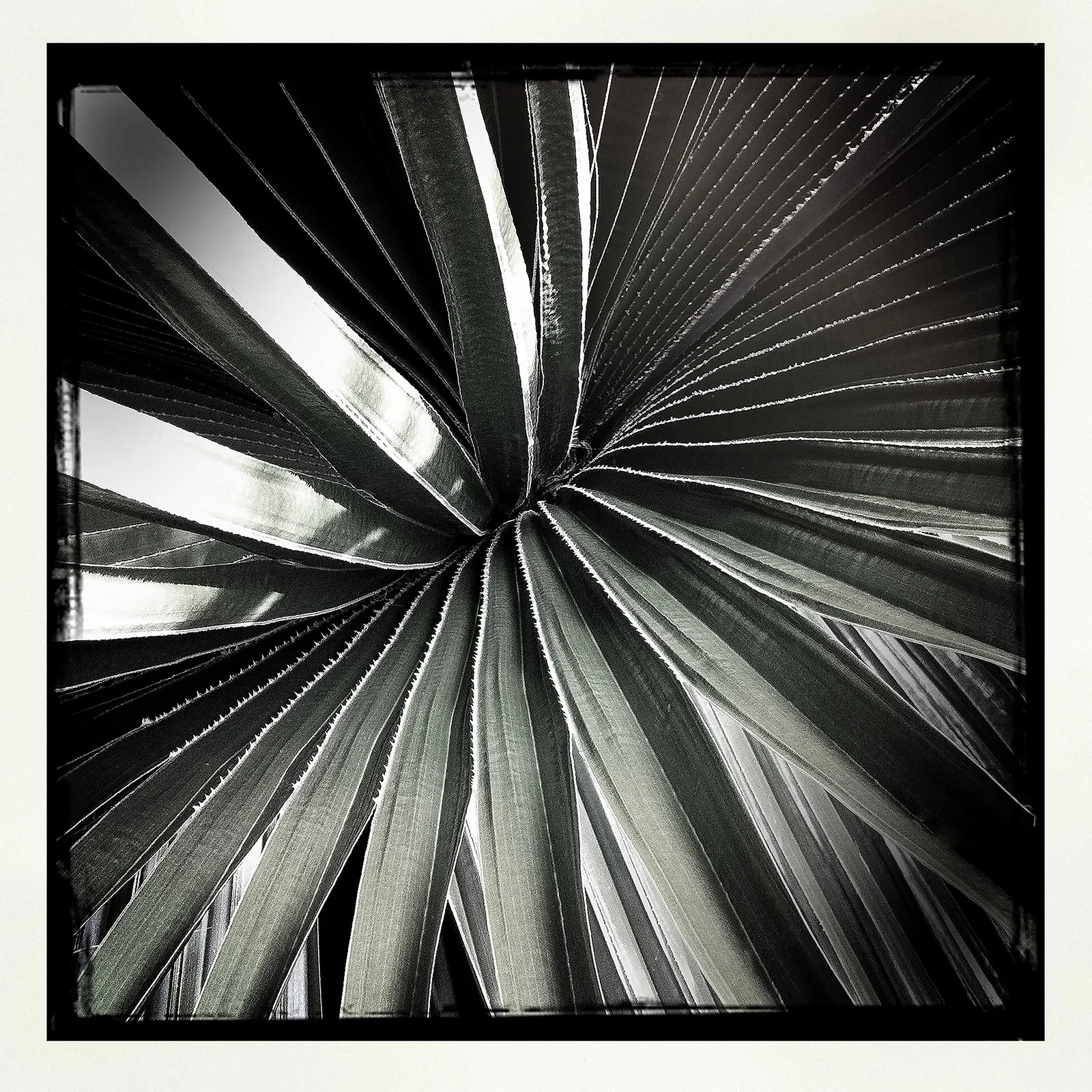 RON REAGAN IMAGING WEBSITE- PALM (B&W) 5- PRINT SELL- 0891.jpg