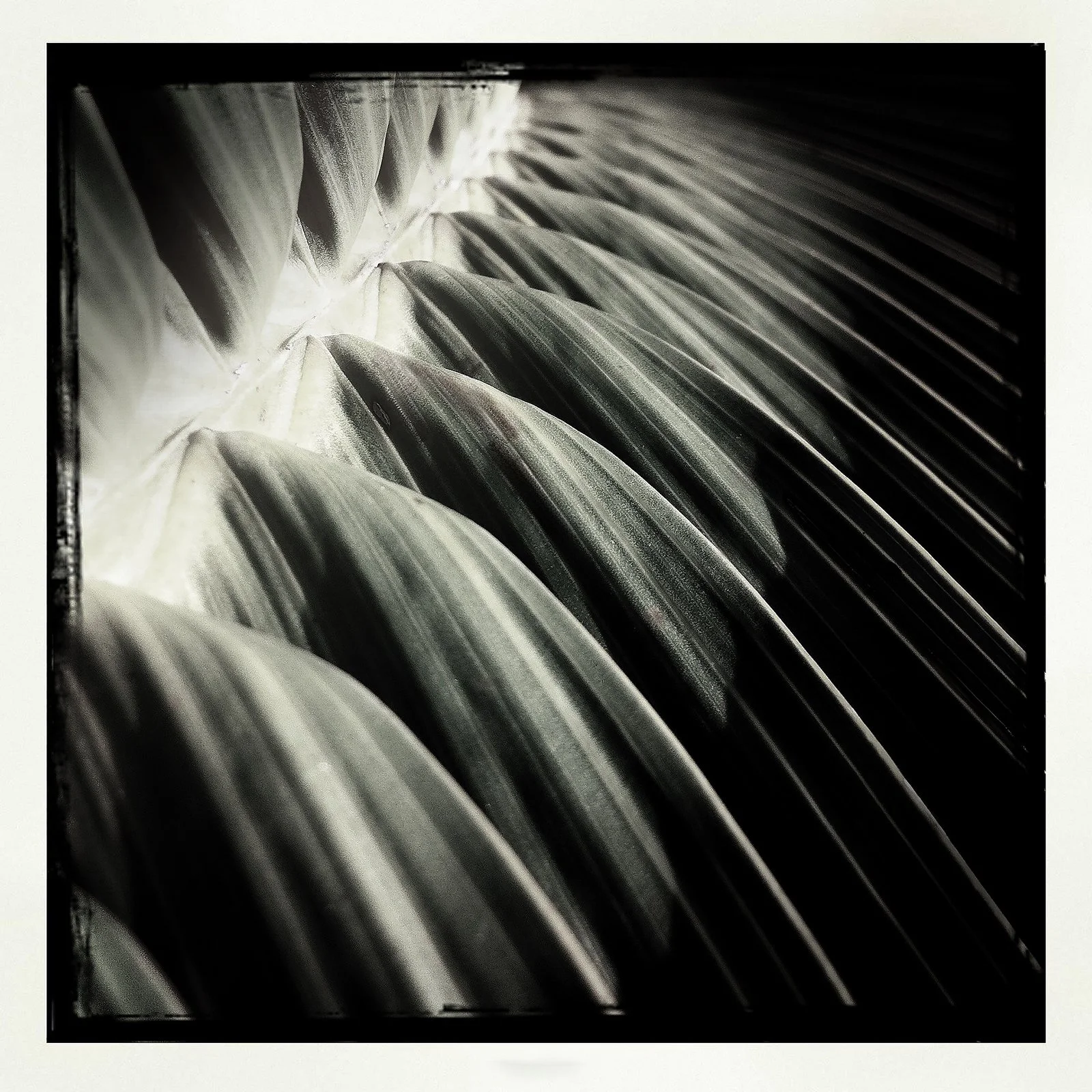 RON REAGAN IMAGING WEBSITE- PALM (B&W) 18- SELL PRINT 1187.jpg