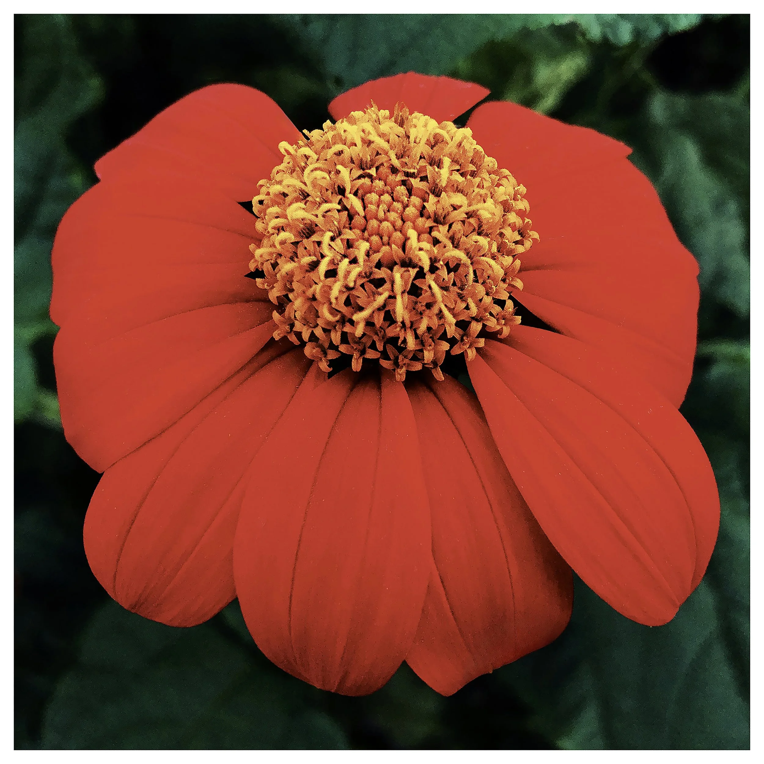MEXICAN SUNFLOWER- SELL PRINT- 580862160.088302.jpg