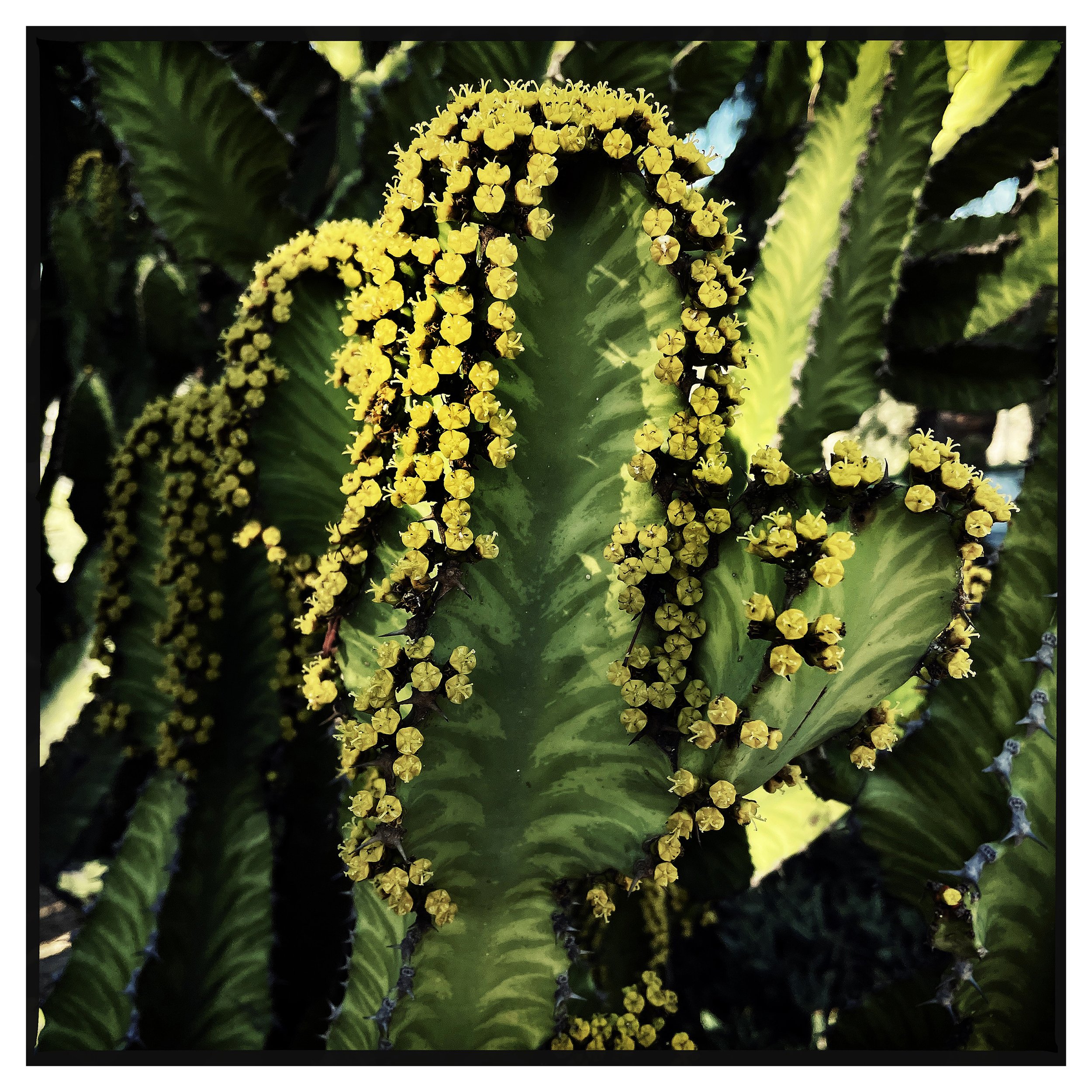 CACTUS CALIFORNIA 1- PRINT SELL- 696280380.980426.jpg