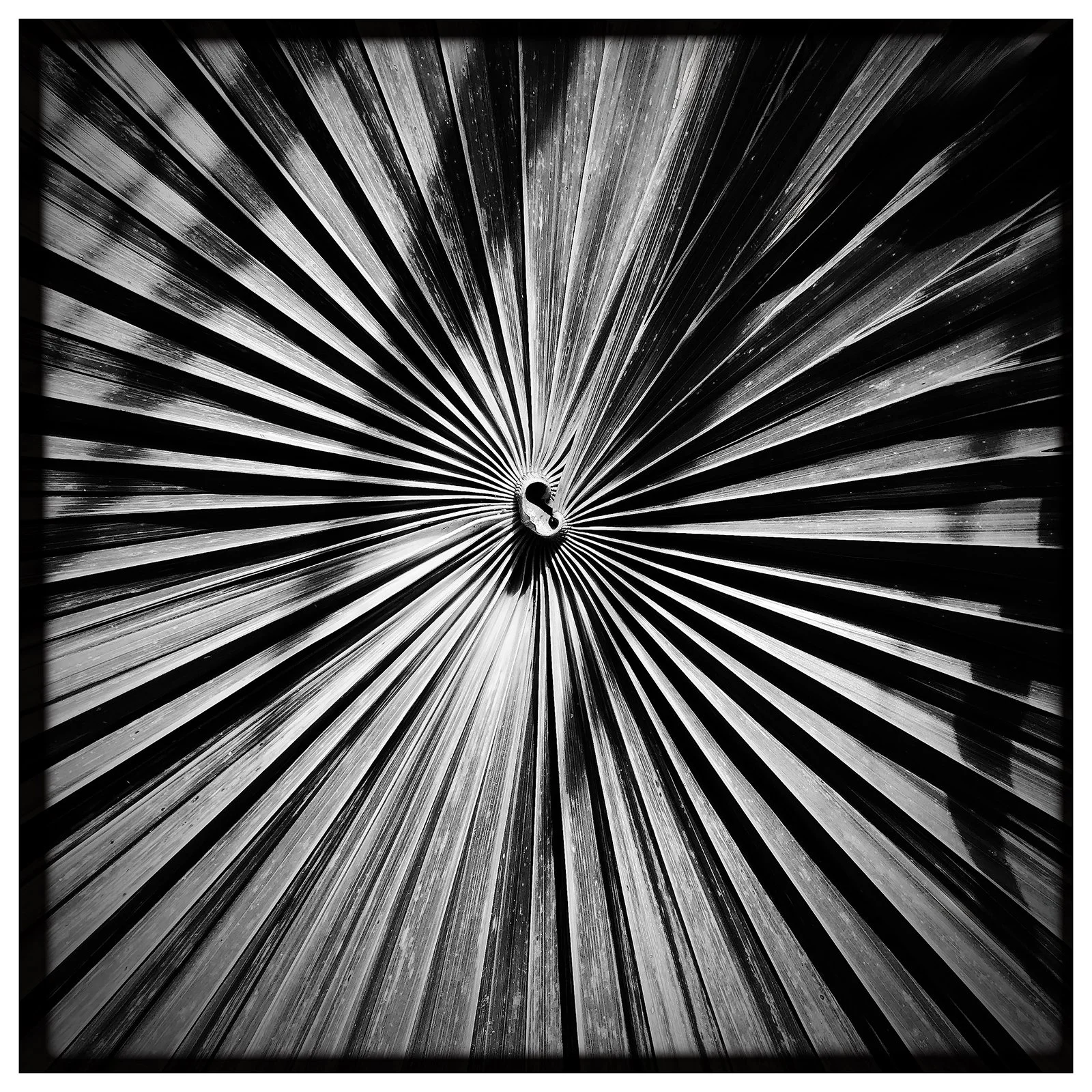 RON REAGAN IMAGING WEBSITE- PALM (B&W) 32- SELL PRINT- 638555515.828874.jpg