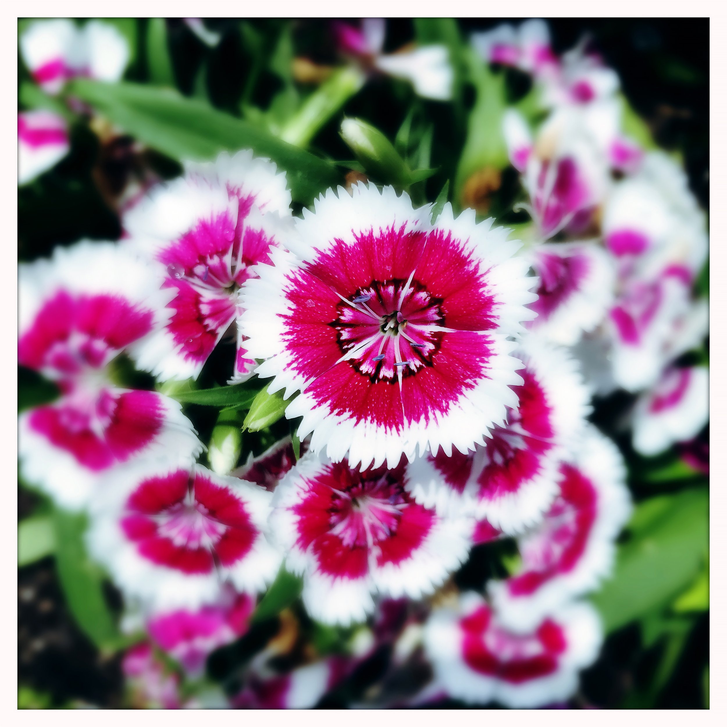 DIANTHUS 1- PRINT SELL- 8260.jpg