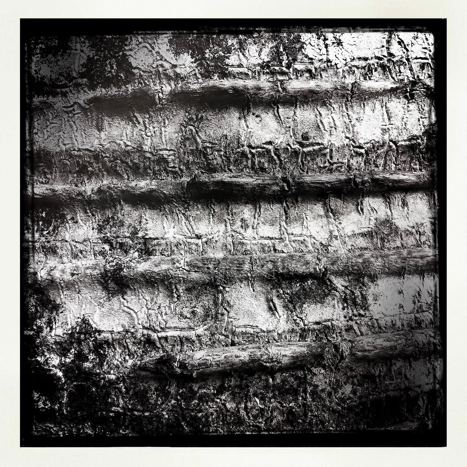 RON REAGAN IMAGING WEBSITE- TREE BARK (B&W)- PRINT SELL 1695.jpg