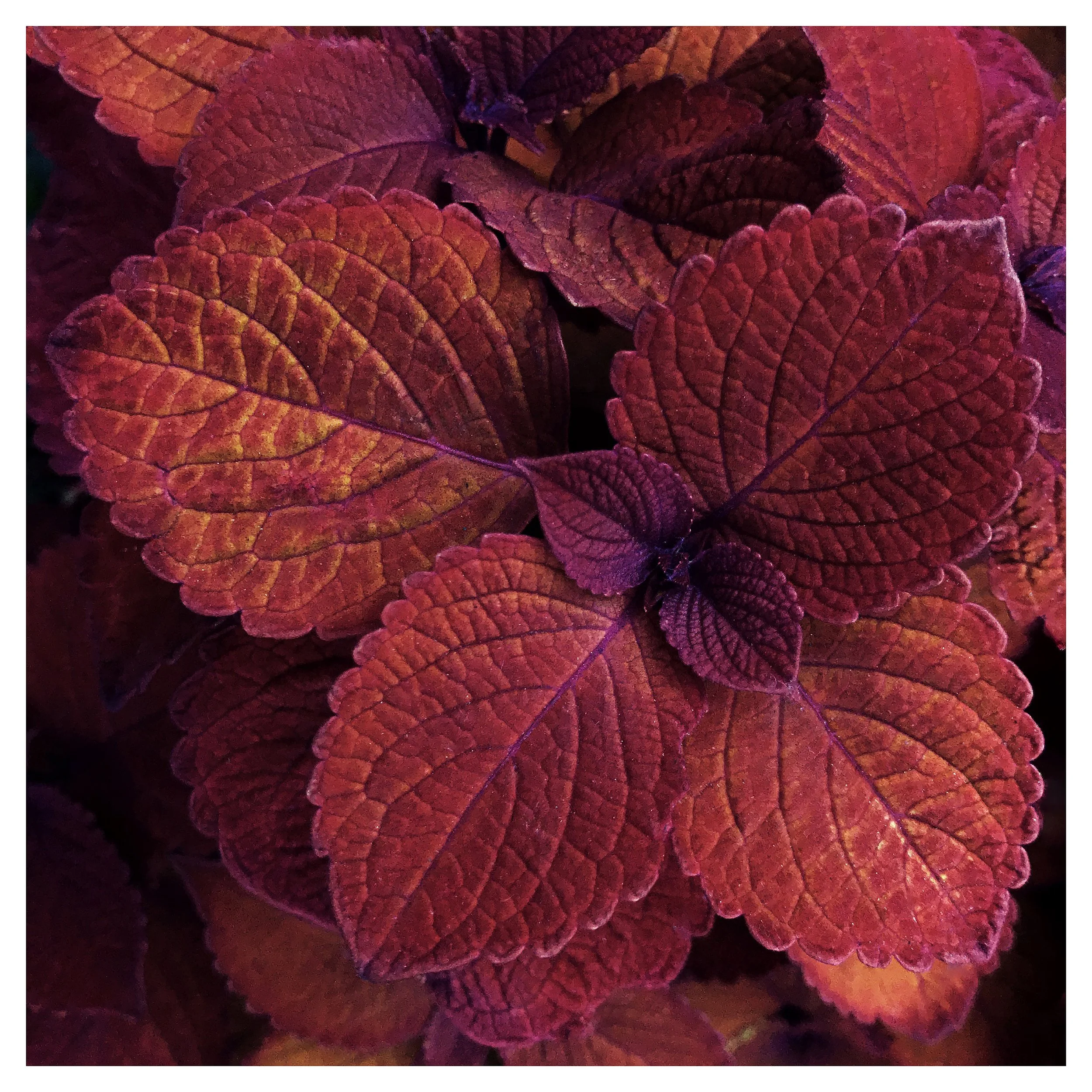 COLEUS- SELL PRINT- 9497.jpg