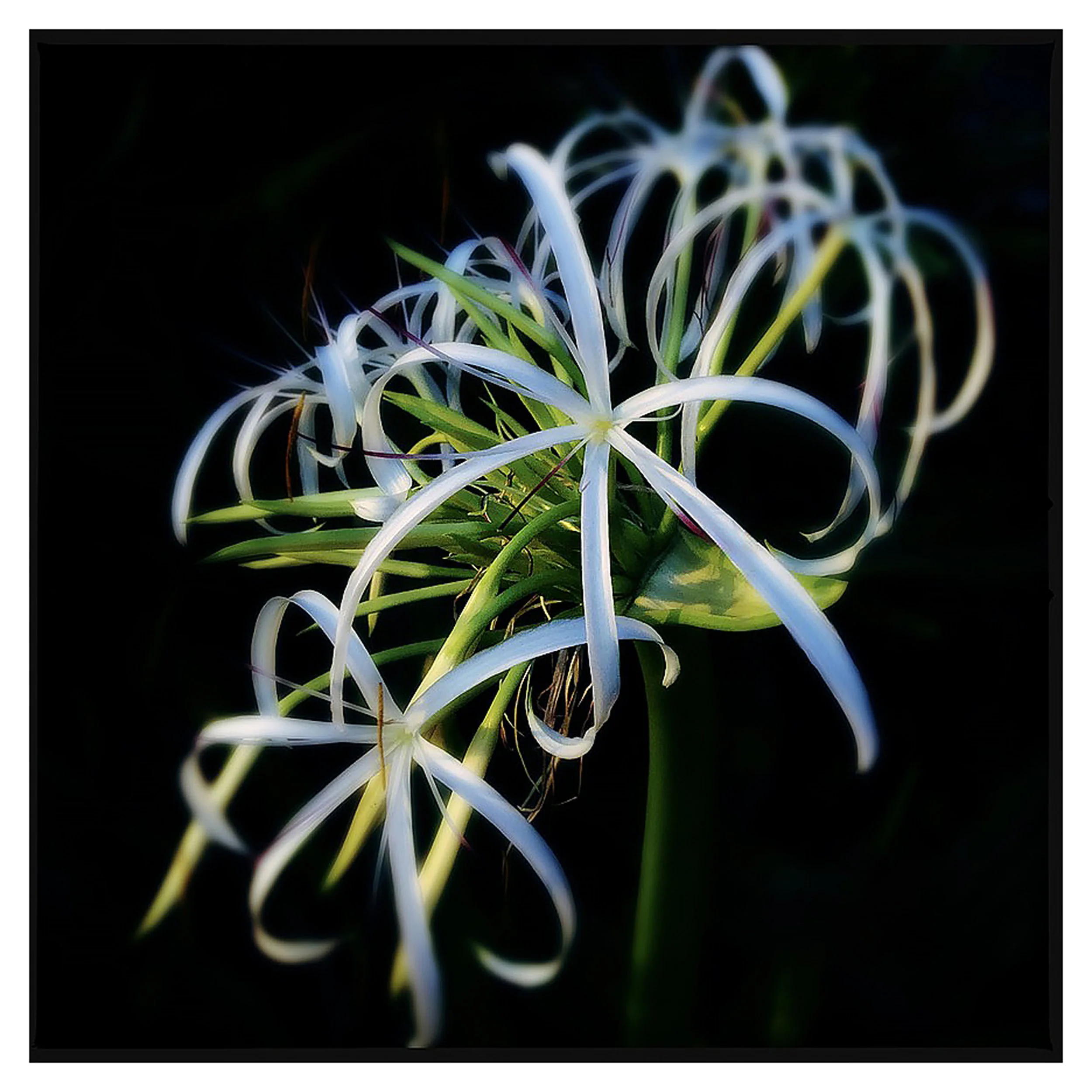 SPIDER LILY- SELL PRINT- 804AB5B2-23A5-40EB-9DDD-DFFFD14048CE_1_105_c.jpg