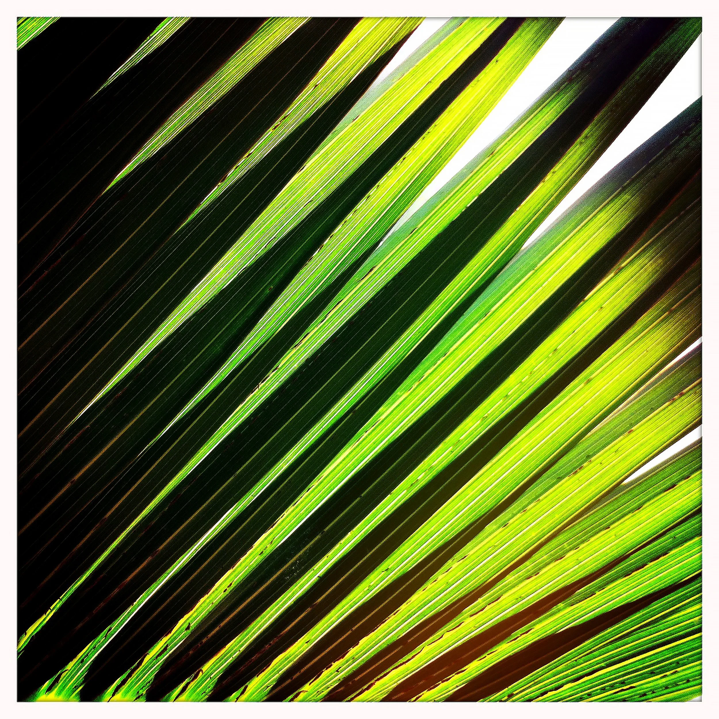 PALM 2- PRINT SELL 1180.jpg