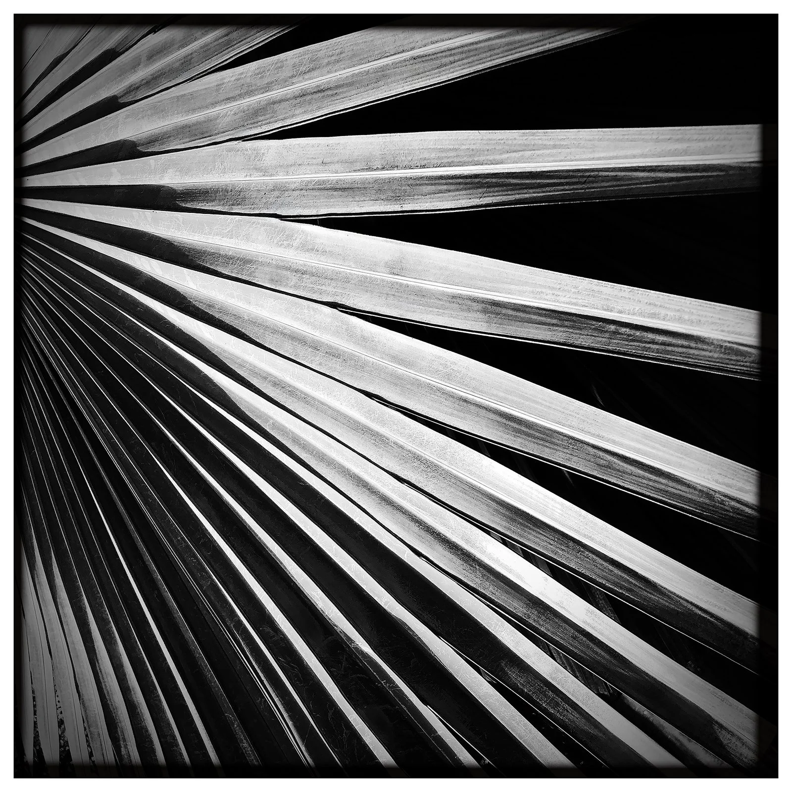 RON REAGAN IMAGING WEBSITE- PALM (B&W) 29- SELL PRINT- 638556976.018273.jpg