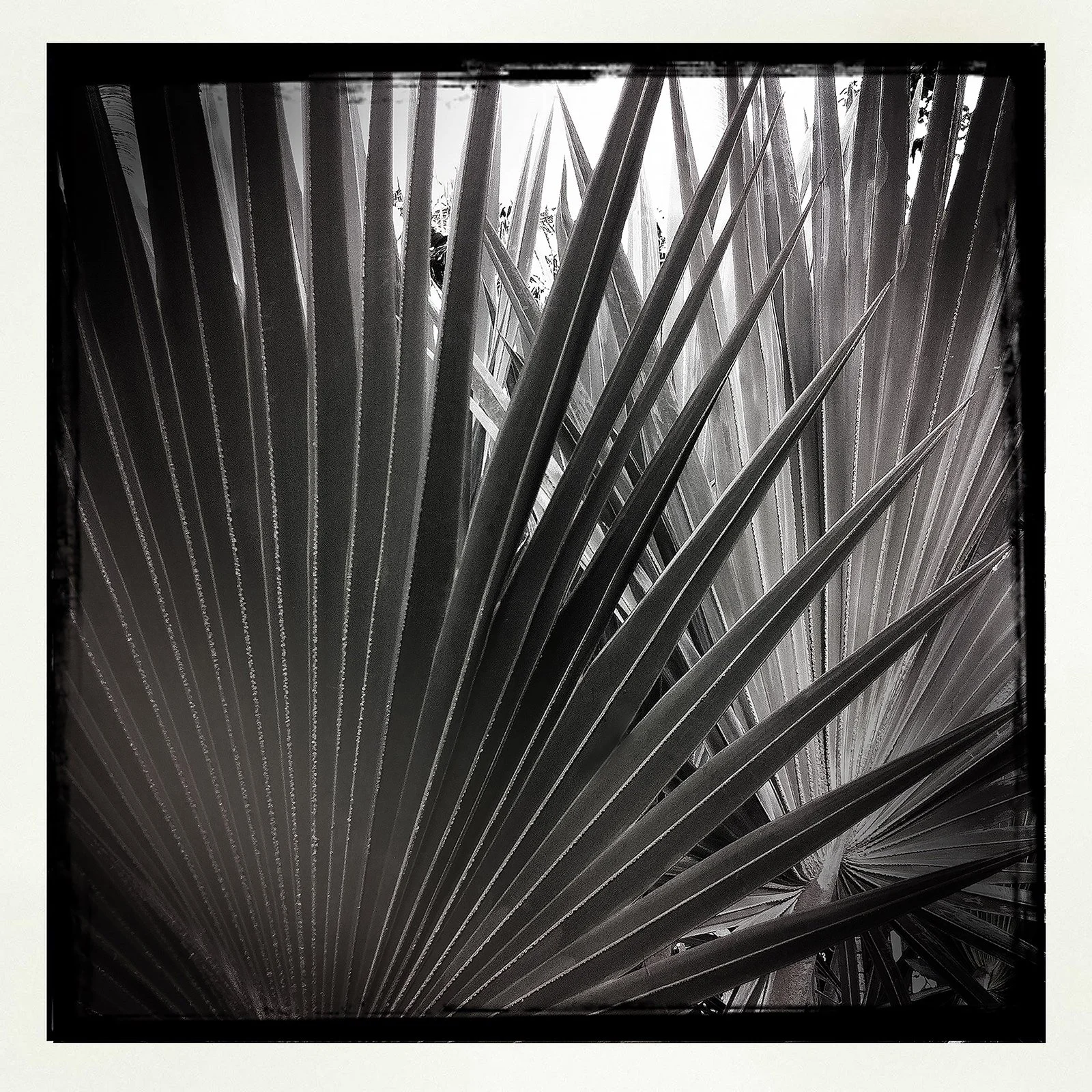 RON REAGAN IMAGING WEBSITE- PALM (B&W) 11- PRINT SELL- 1064.jpg