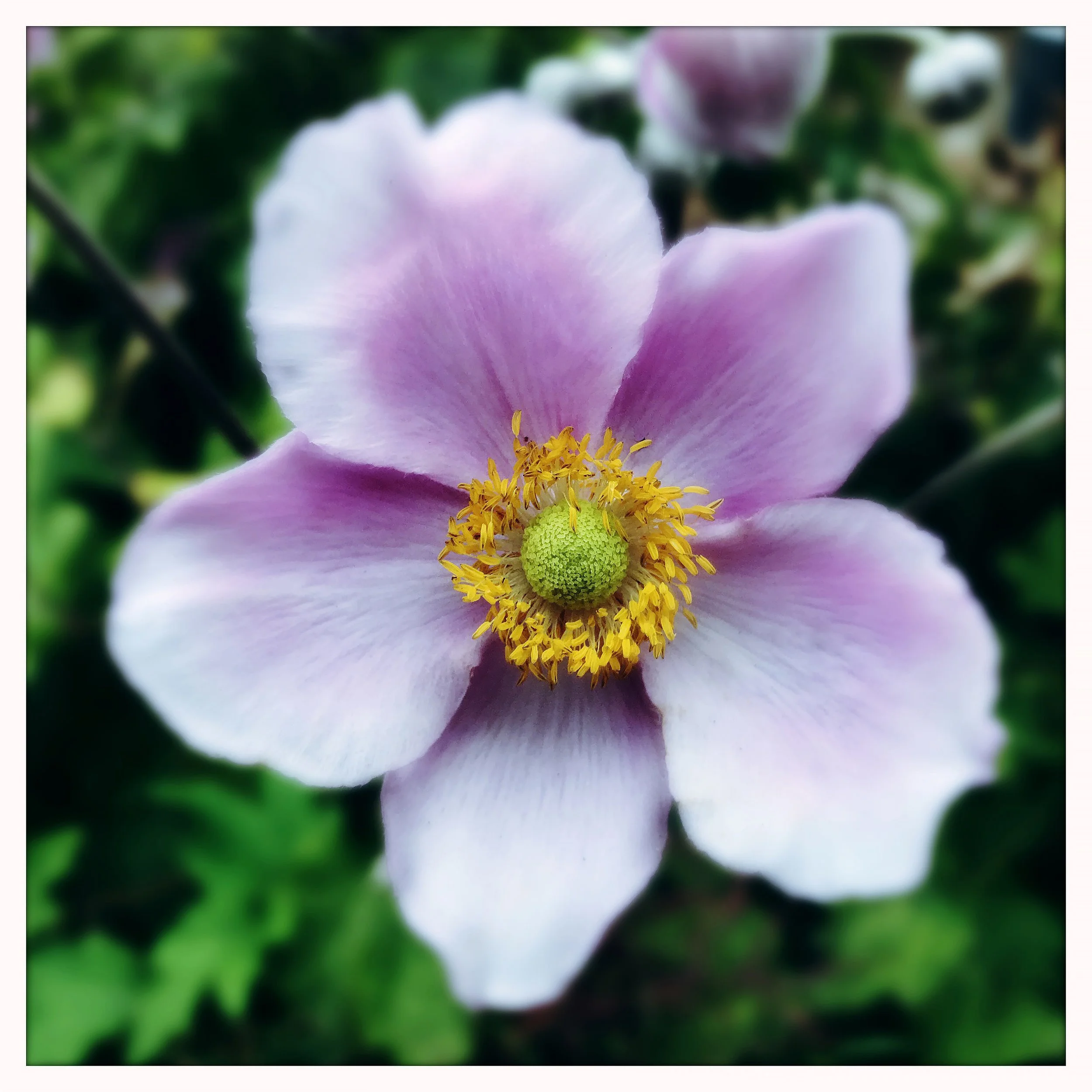 ANEMONE 1- PRINT SELL 8793.jpg